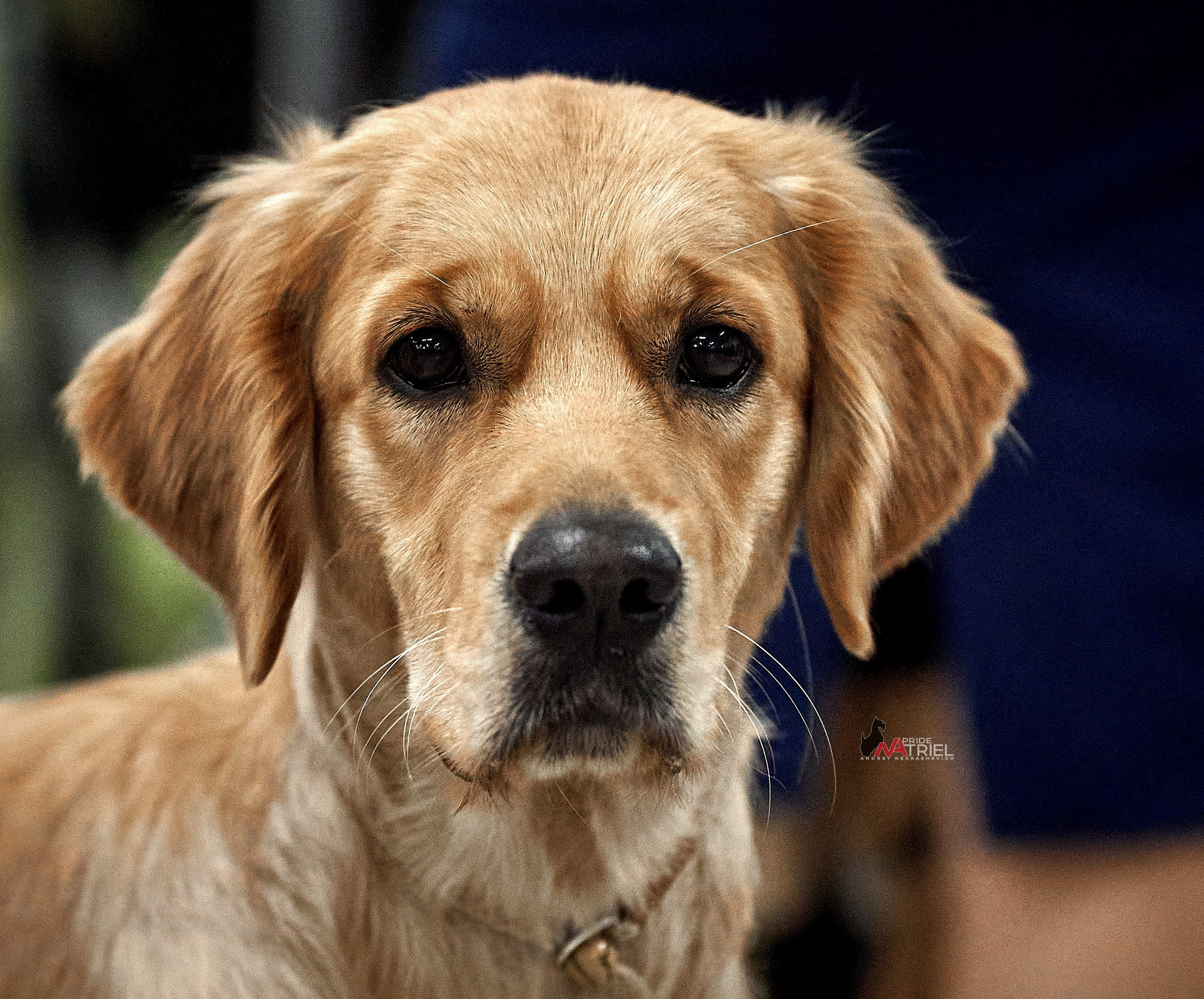 Портреты собак — галерея NATRIEL