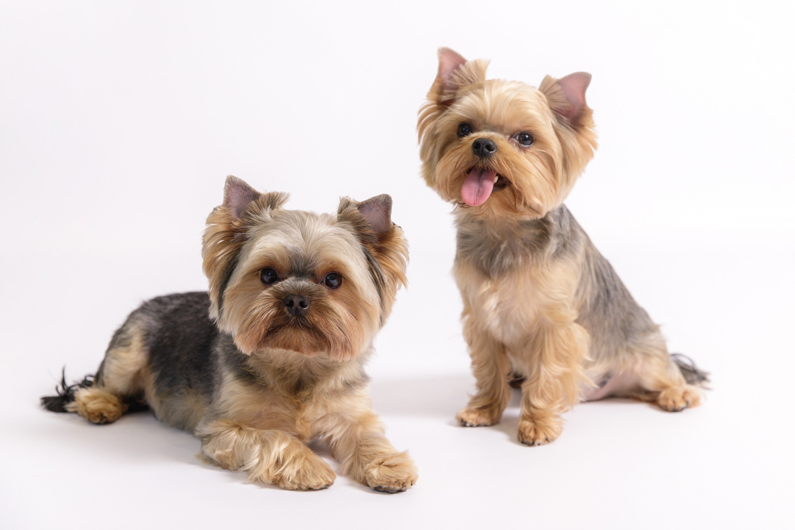 Аня, Тортик и Барри. Фотограф-анималист в Калуге Мария Шерскова