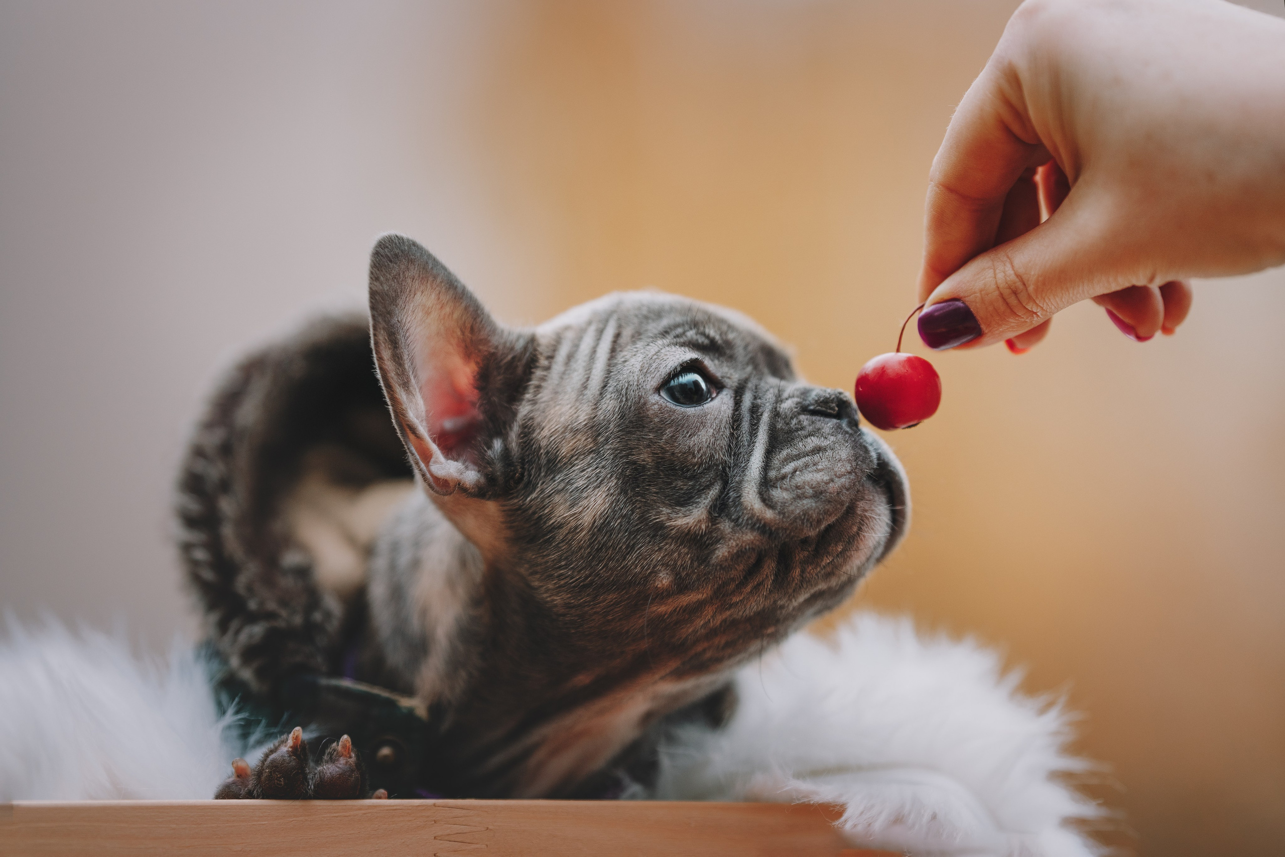 Французские бульдоги. Фотограф анималист Осипчикова Мария