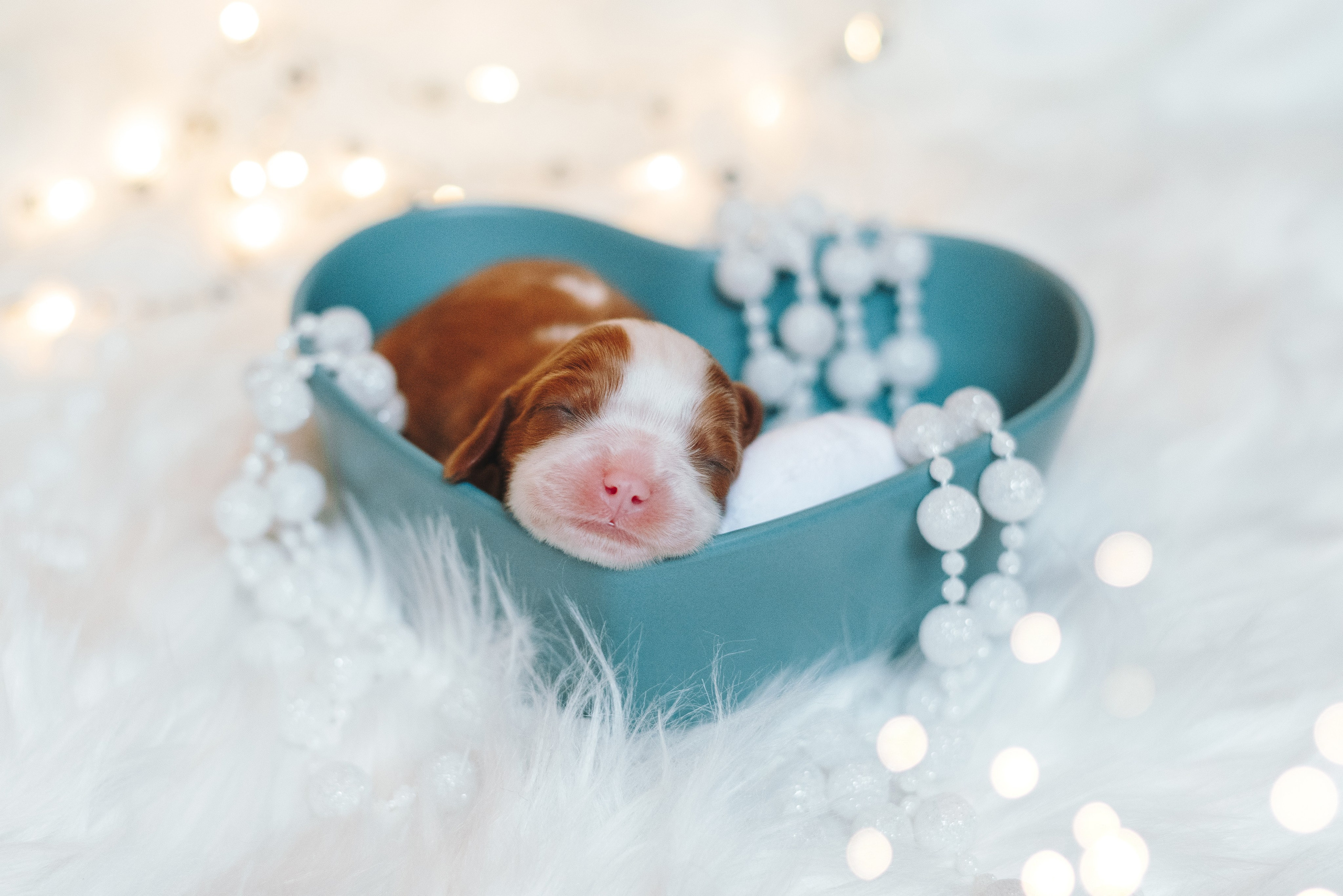 ККЧС. Фотограф анималист Осипчикова Мария