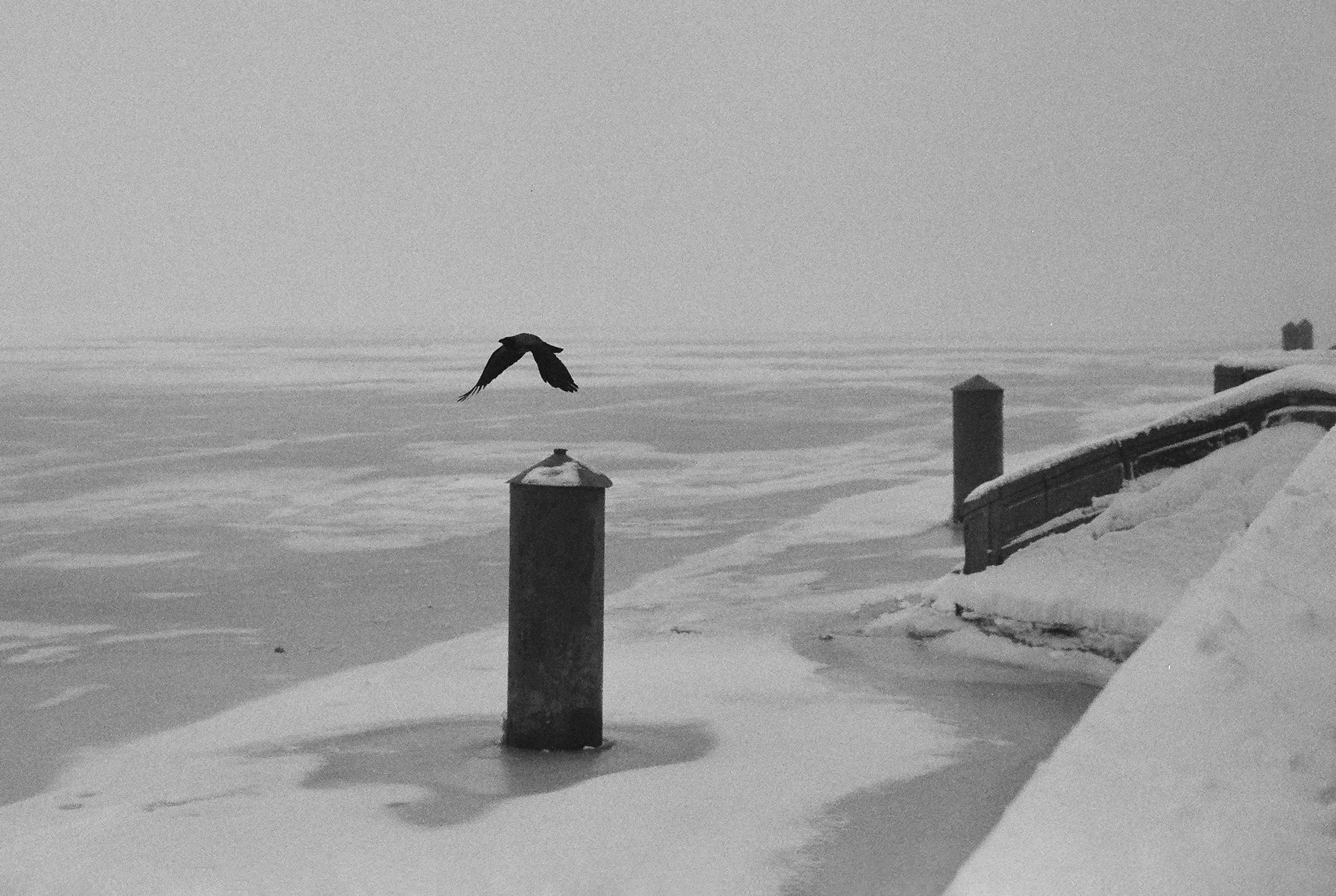 Фотографии черно-белые. Свадебный и семейный пленочный фотограф в Петербурге Истомина Ирина