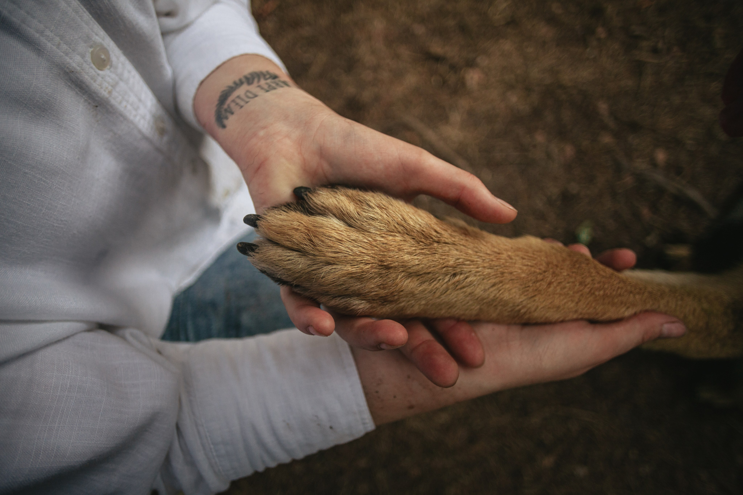 Лесная летняя фотопрогулка. Фотограф-анималист Татьяна Степанова