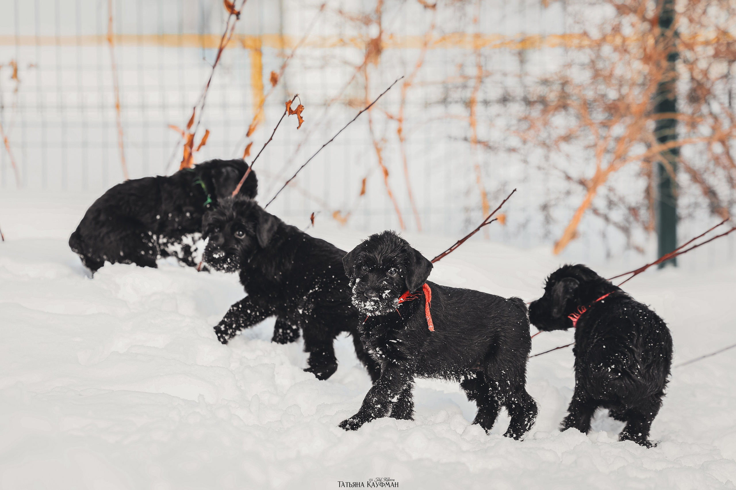 Ризеншнауцер, щенки ризеншнауцера, купить ризеншнауцера, купить щенка, ризеншнауцер Новосибирск, фотосъемка щенков, фотосессия собак, заказать фотосессию, фотографии щенков, сфотографировать щенка, фотограф Анималист, фотограф собак Новосибирск, фотограф анималист Новосибирск
