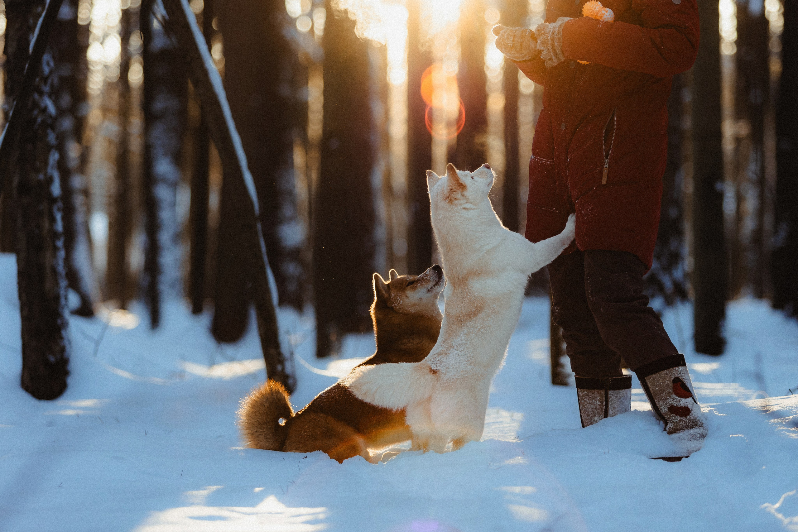 Шед, Цири и Ира