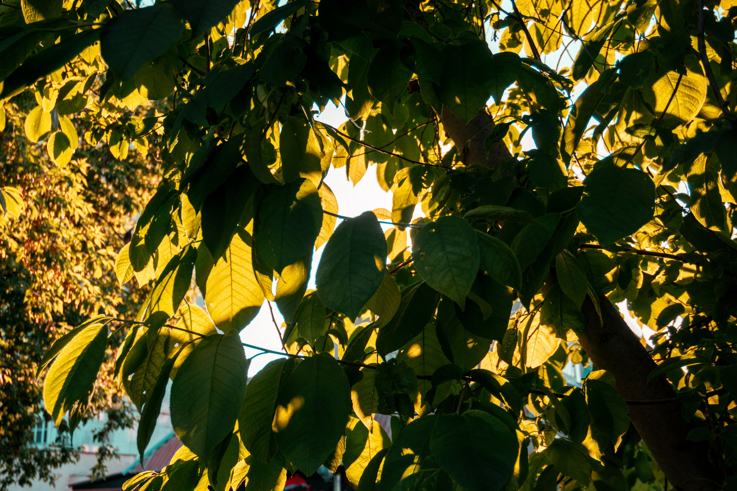 06.06.2025 | Сосновоборск. Kuznetsov | Фотограф в Красноярске