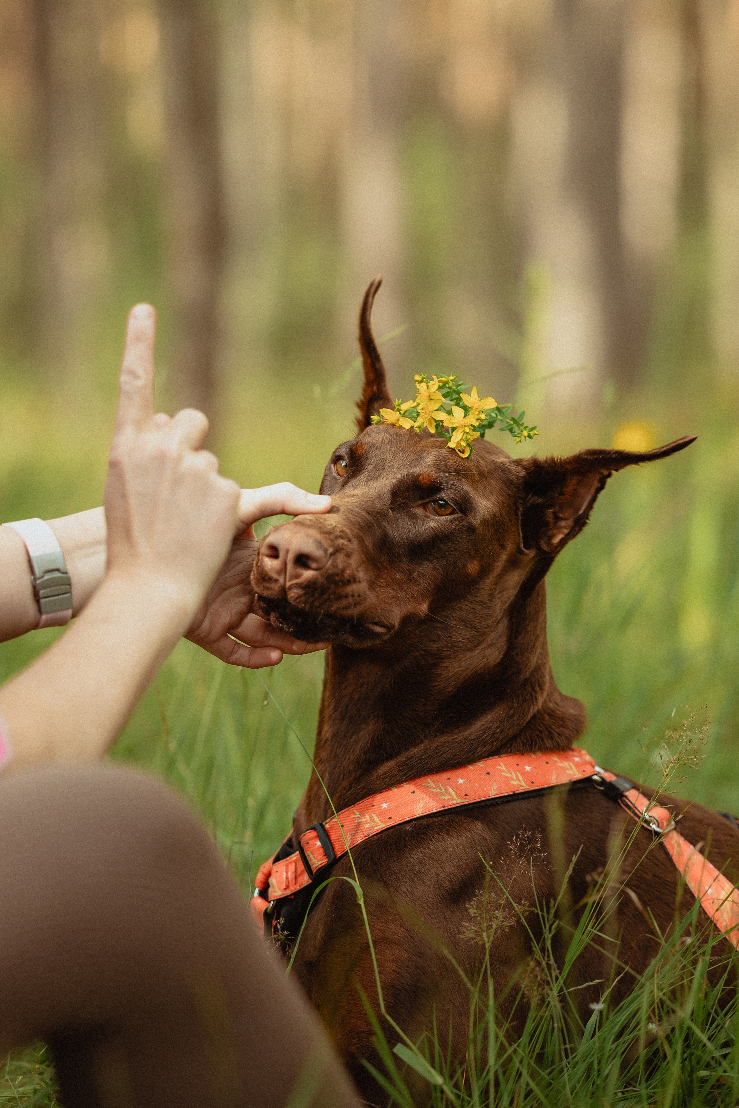 Выездной дог-тренинг от школы «Шерсть имею»