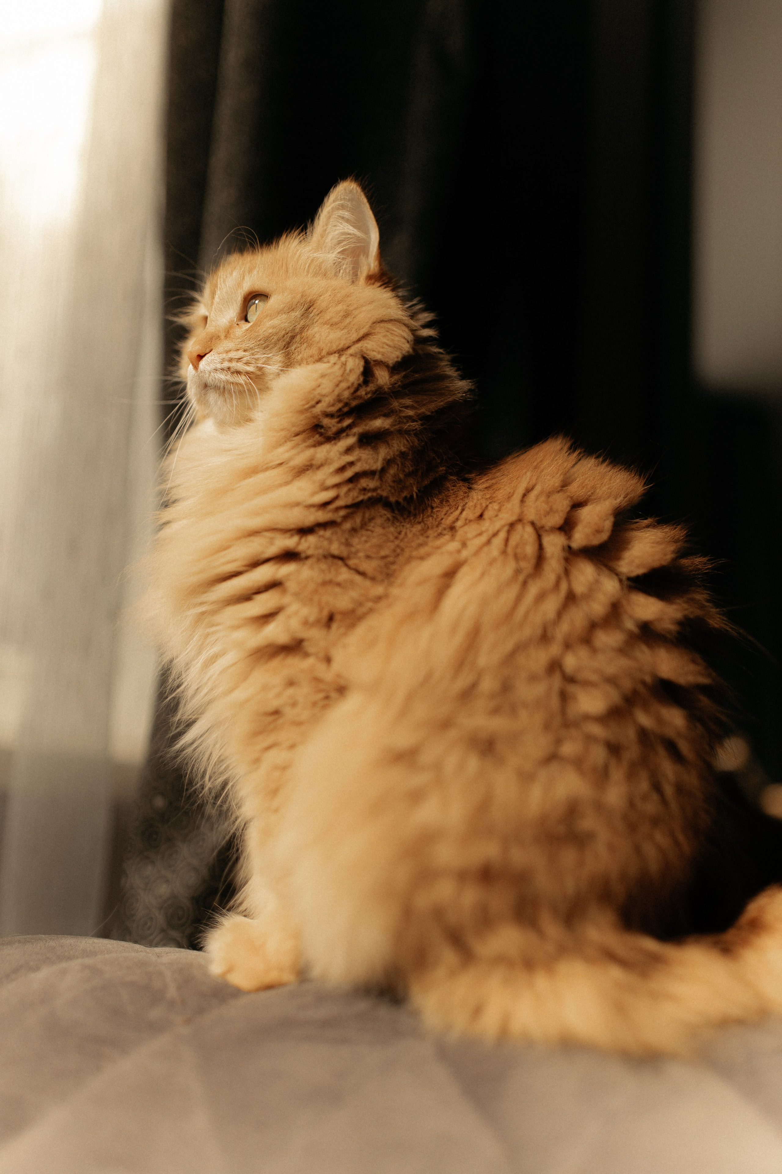 Алиса. DARYA.BELKINA