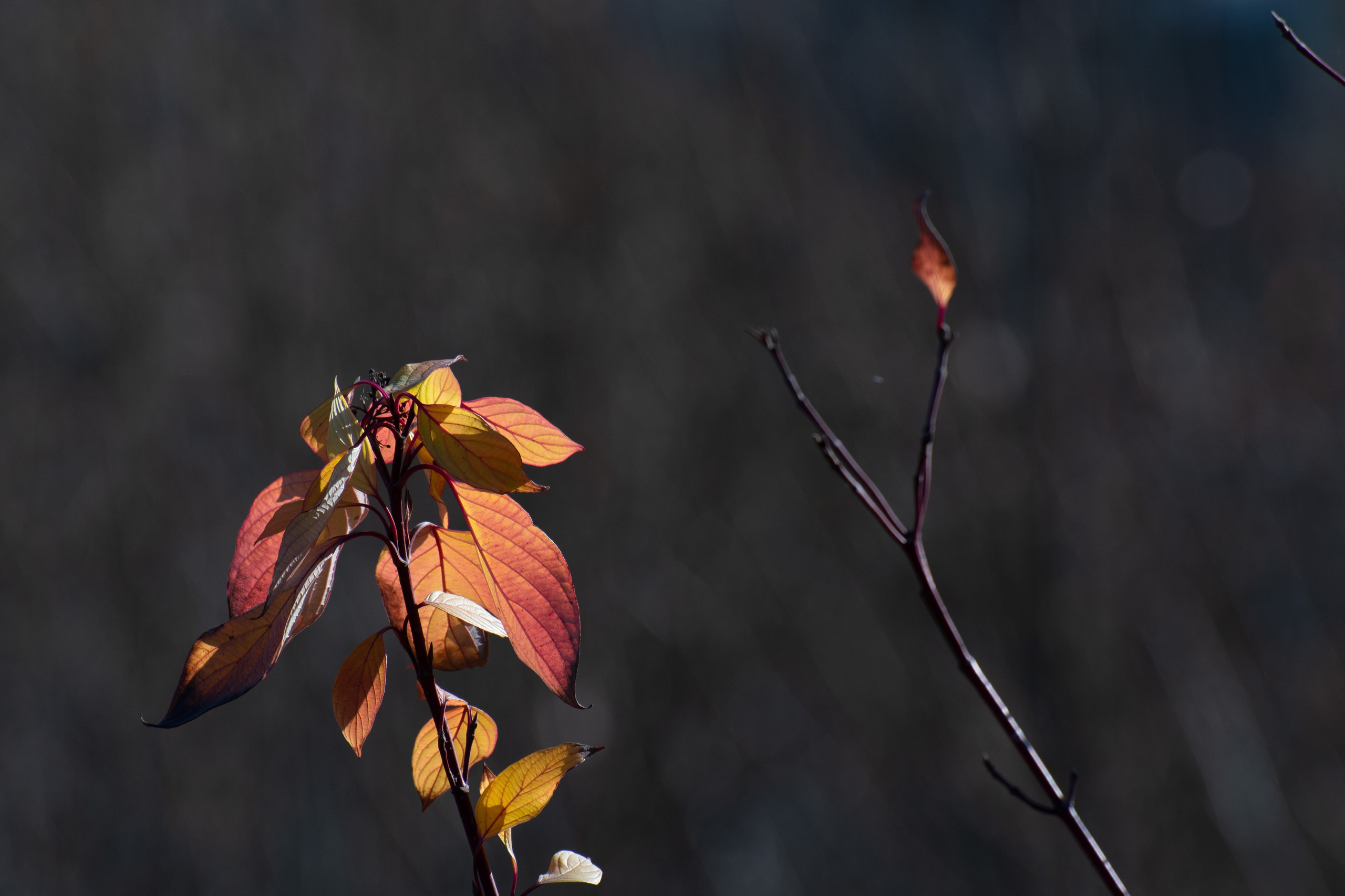 20211031 Крылатское. Дмитрий Ремизов. Фотография, как хобби
