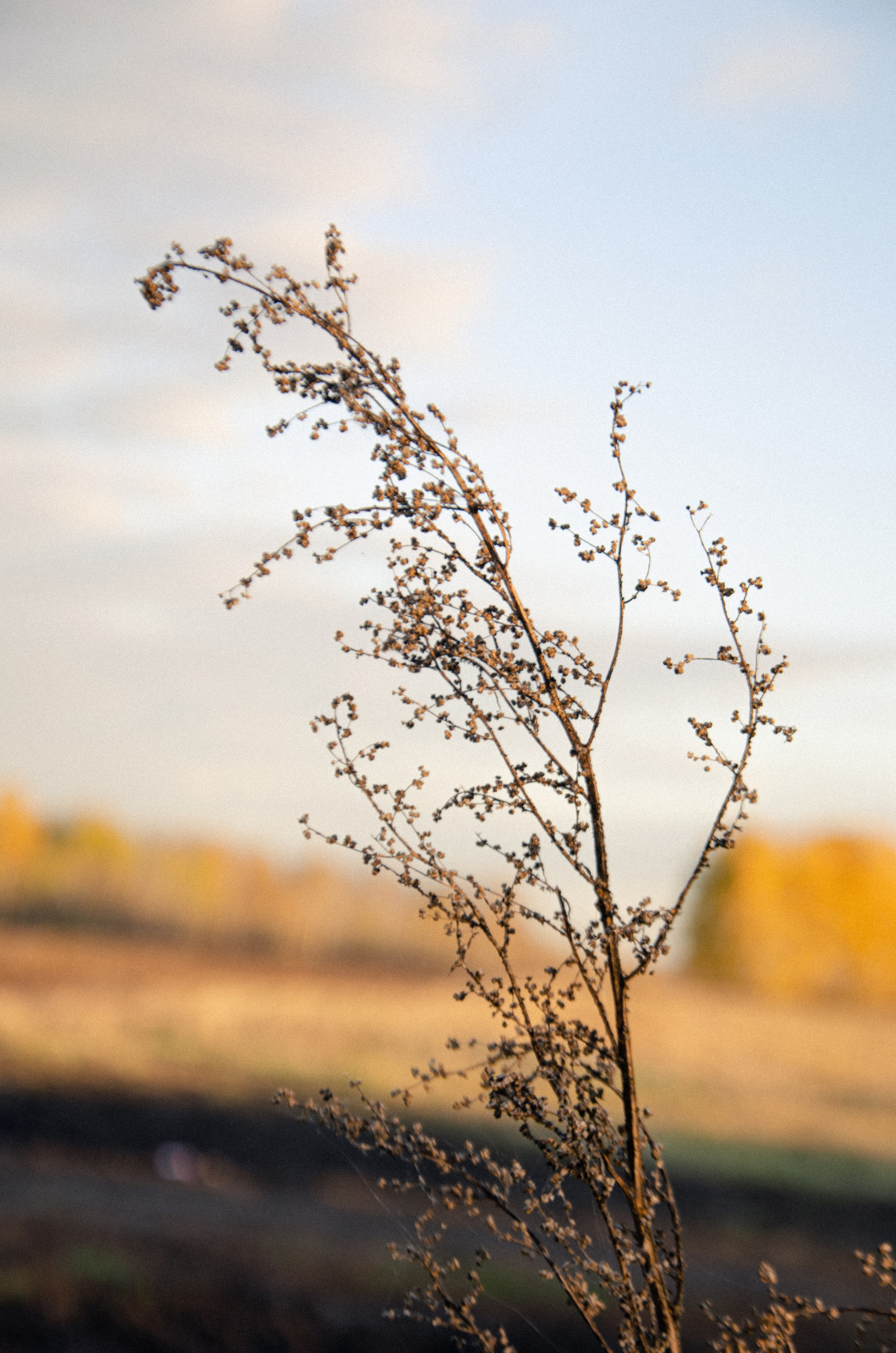Осенняя фотопрогулка. Фаниса Портретный фотограф в Тюмени