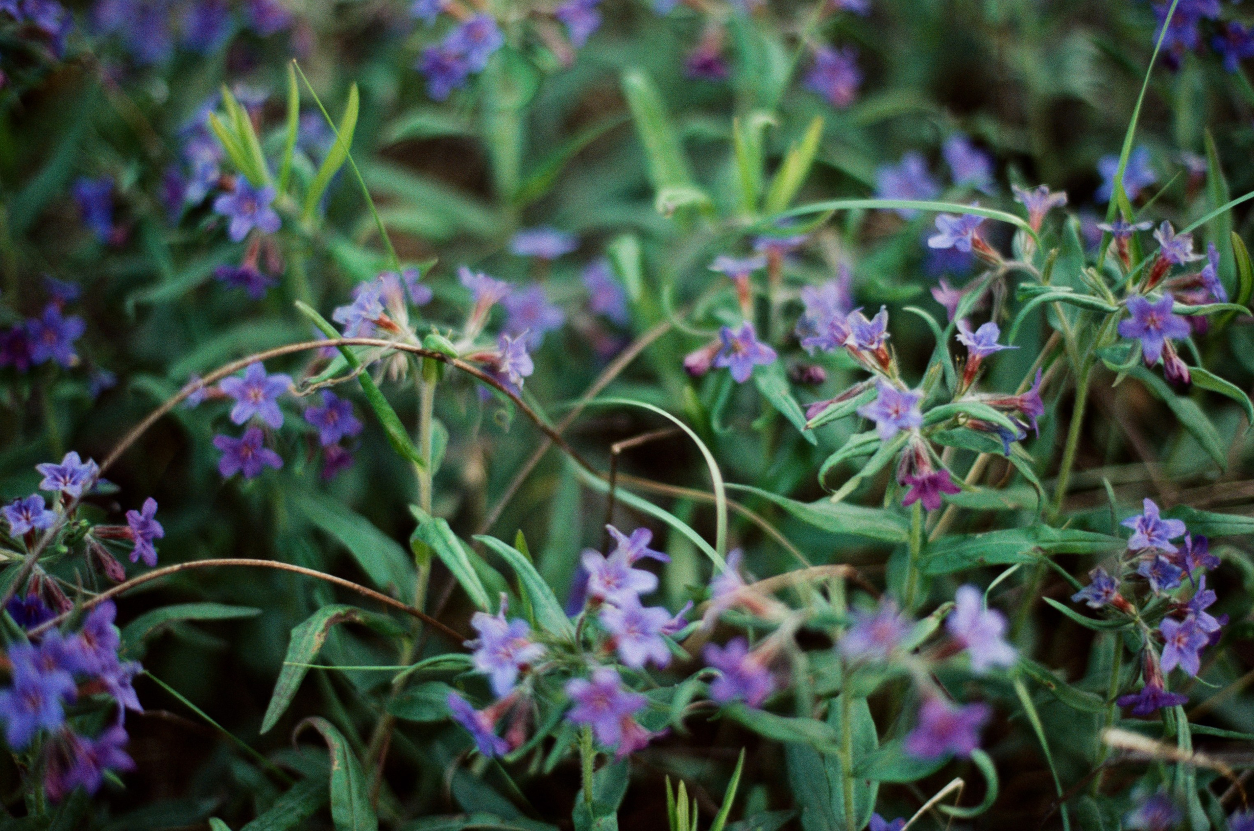 Silver strings // ukraine, crimea IX. EVER EXPOSED
