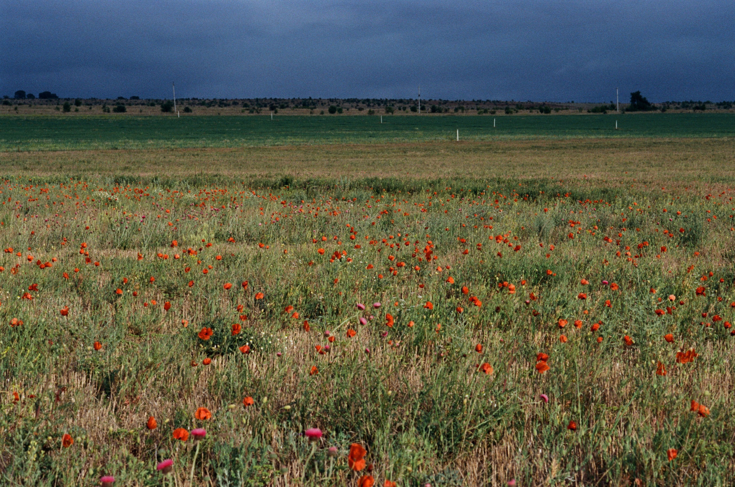 Silver strings // ukraine, crimea IV. EVER EXPOSED