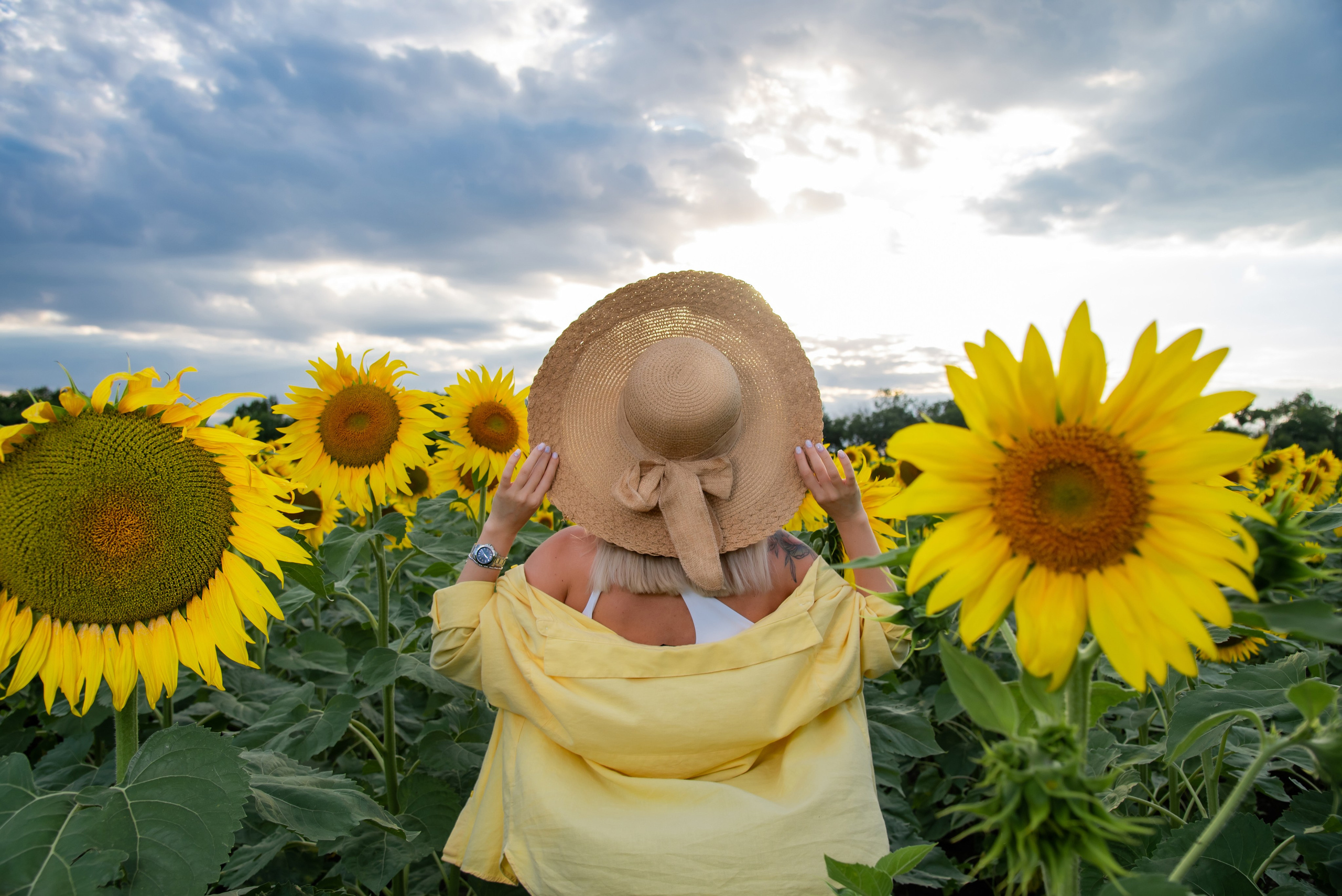 Подсолнух. Фотограф Галина Нестерова