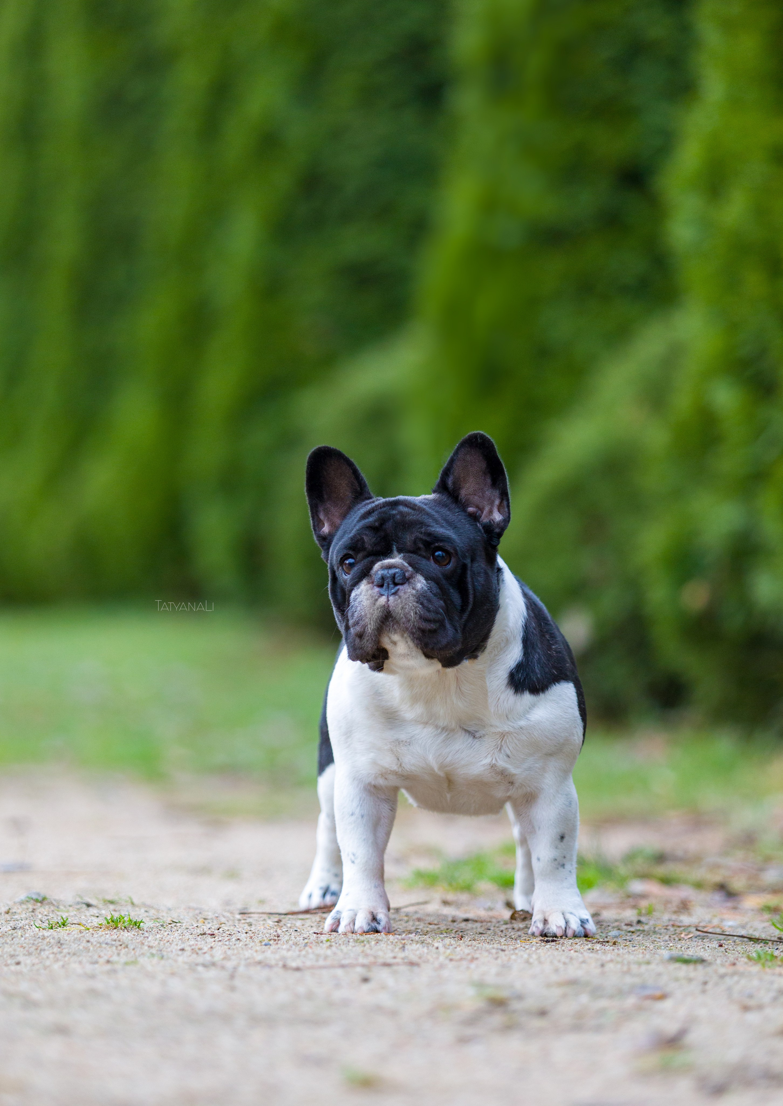 Французкий бульдог. Фотограф — анималист Татьяна Ли
