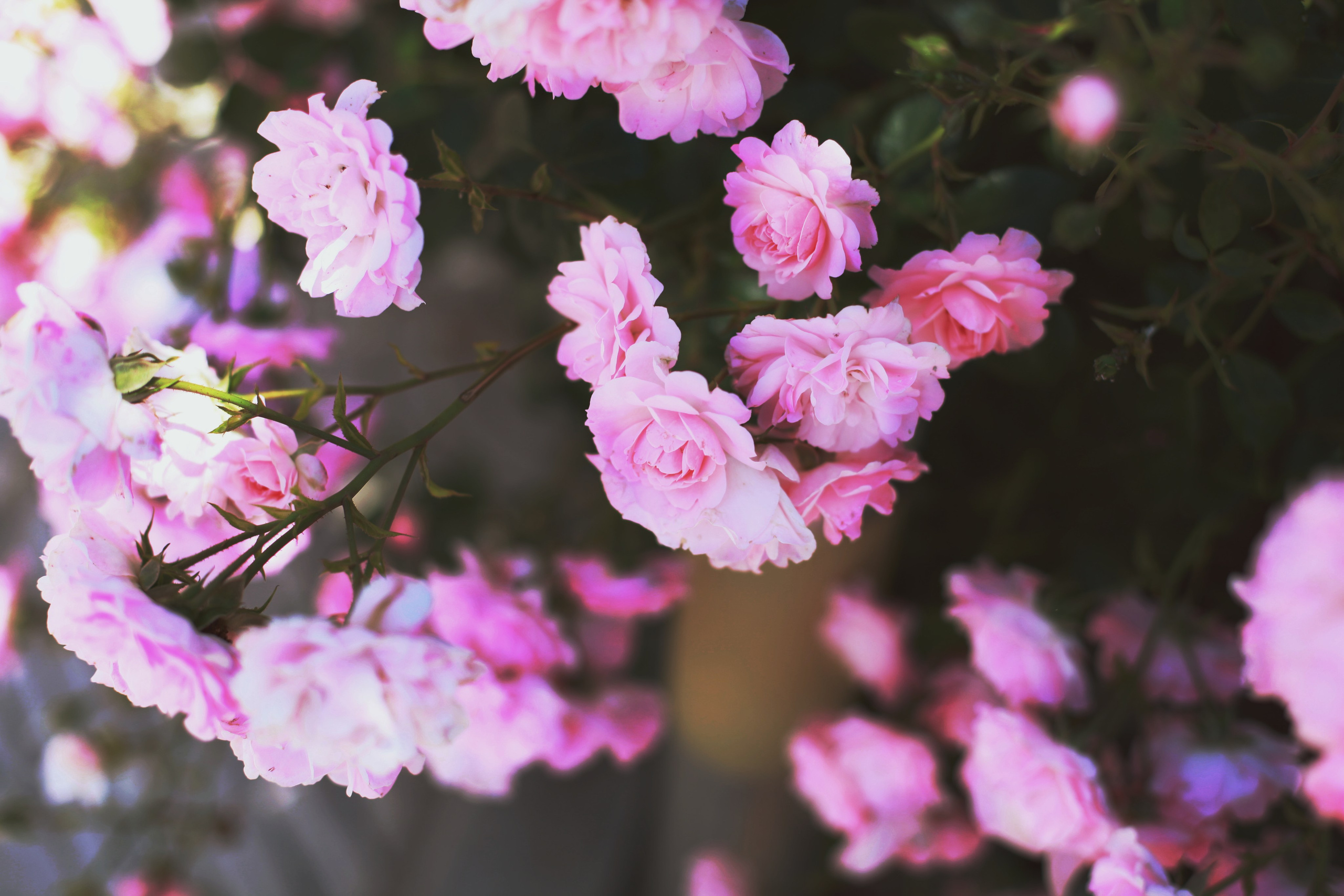 Болгария. Аня Степанова