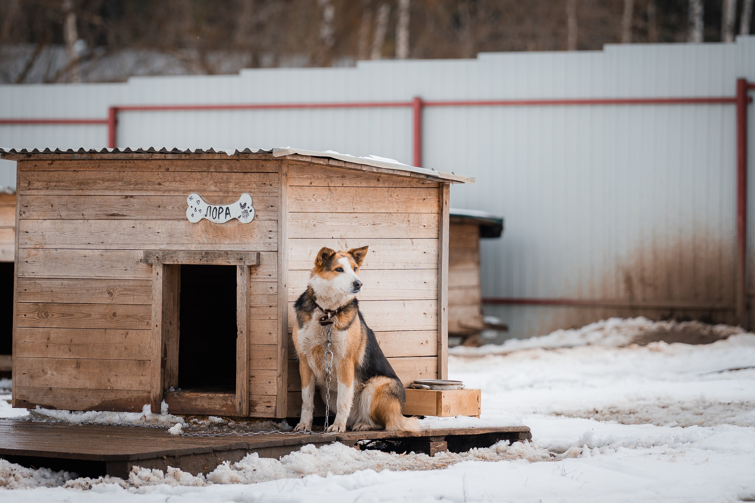Лора. Улыбка собаки — спасение и пристройство бездомных собак