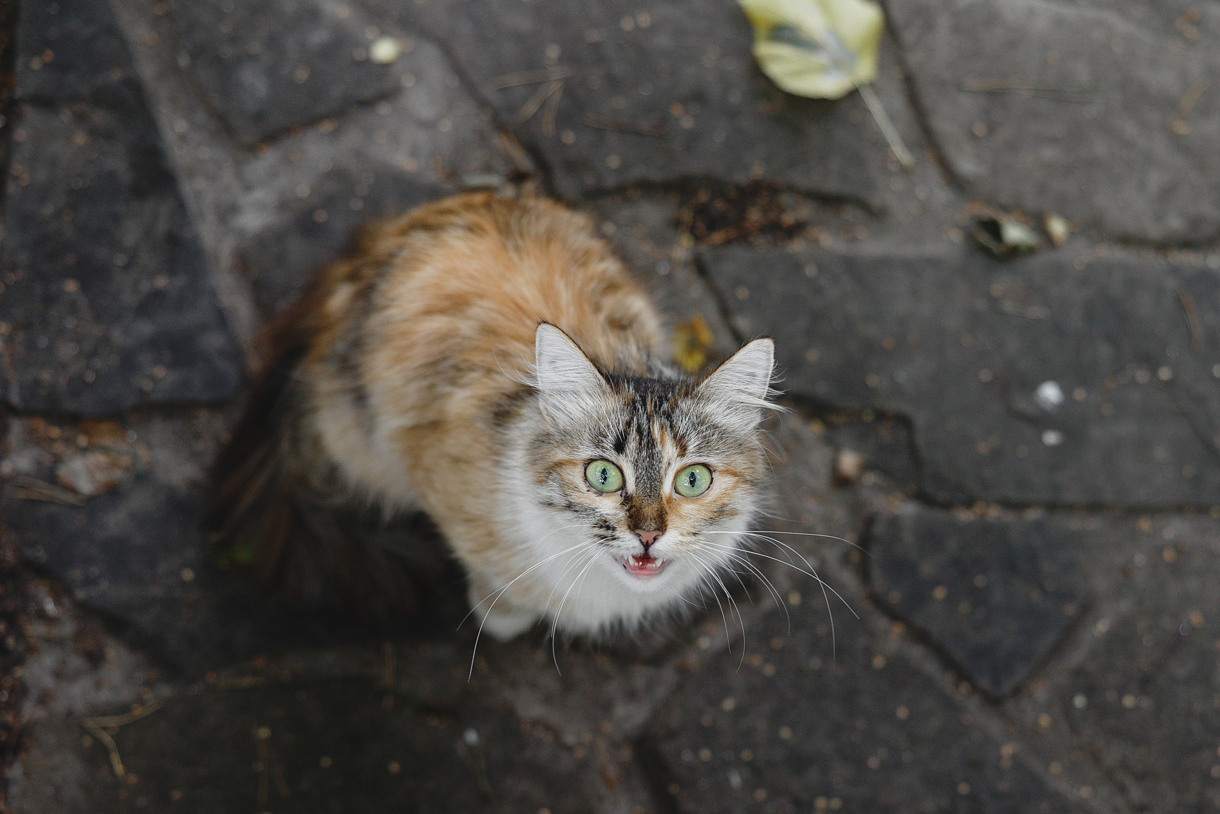 Василий и Виктория. Свадебный фотограф и видеограф Дмитрий Горяченков