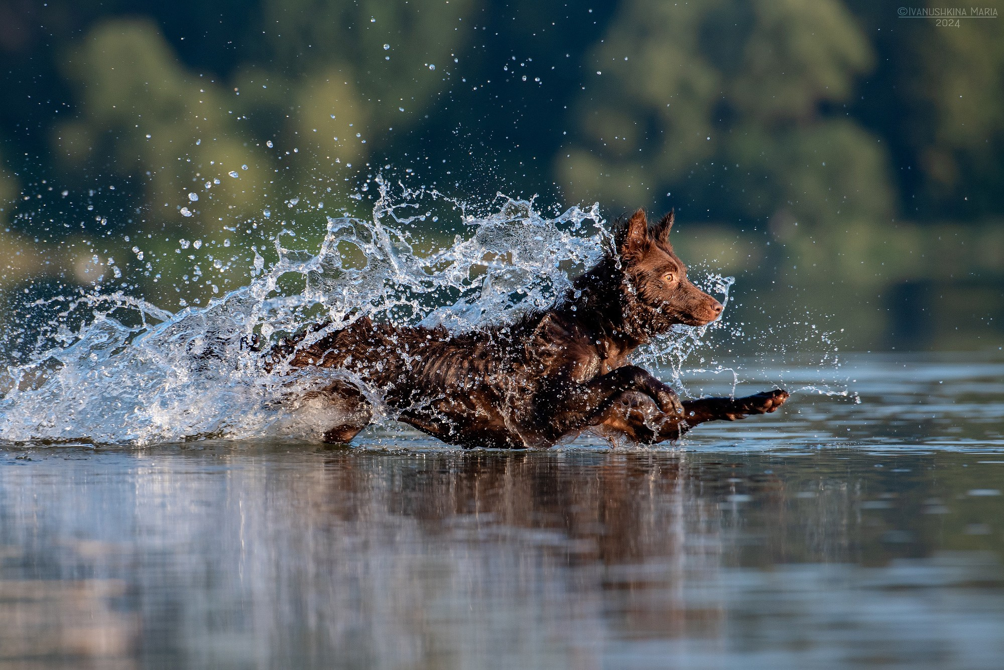 Фотограф-анималист. Фотограф собак в Москве и Московской области Иванушкина Мария