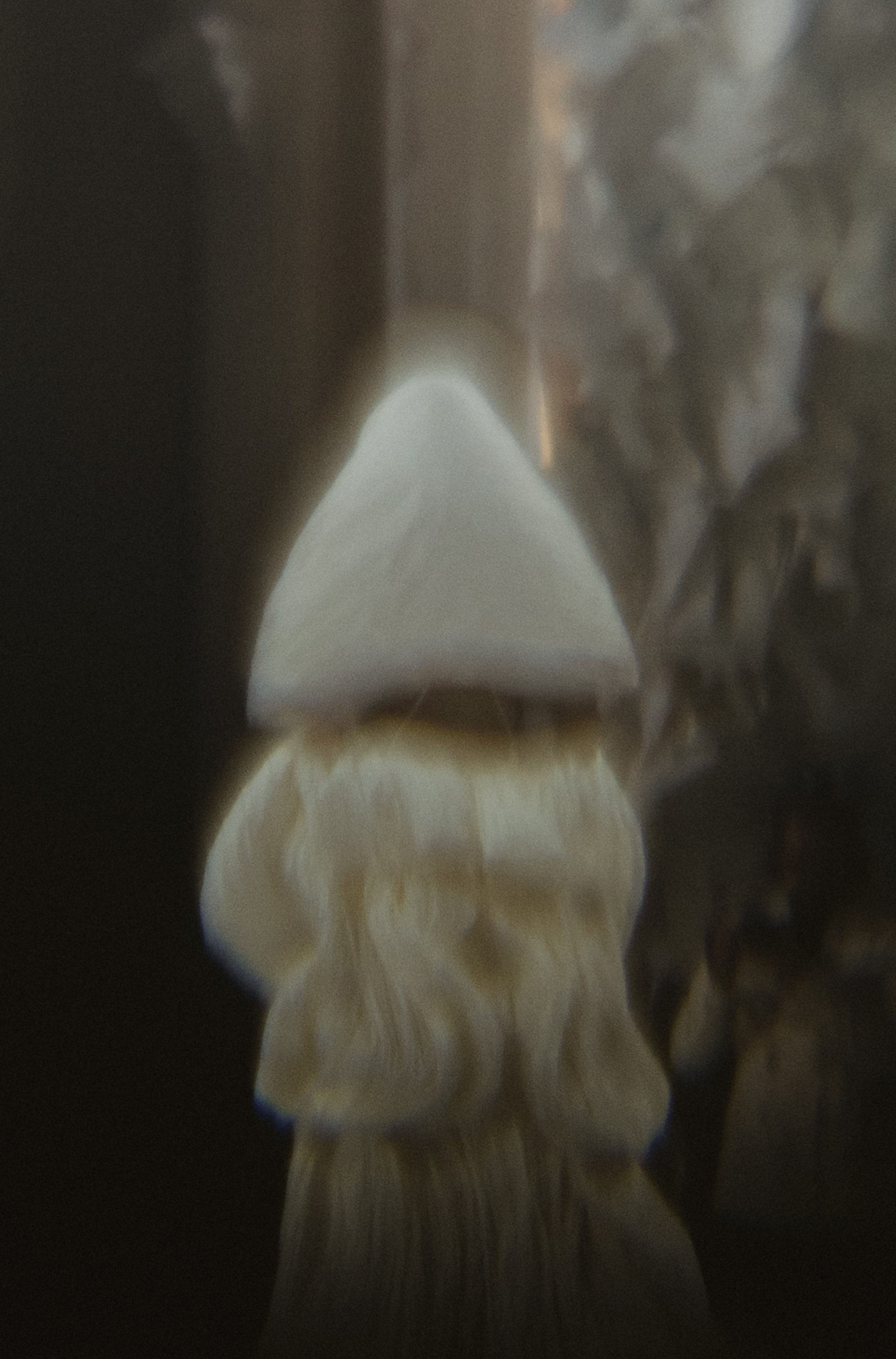 Rara Avis Fashion Show 2026. Fusion Wedding Photographer