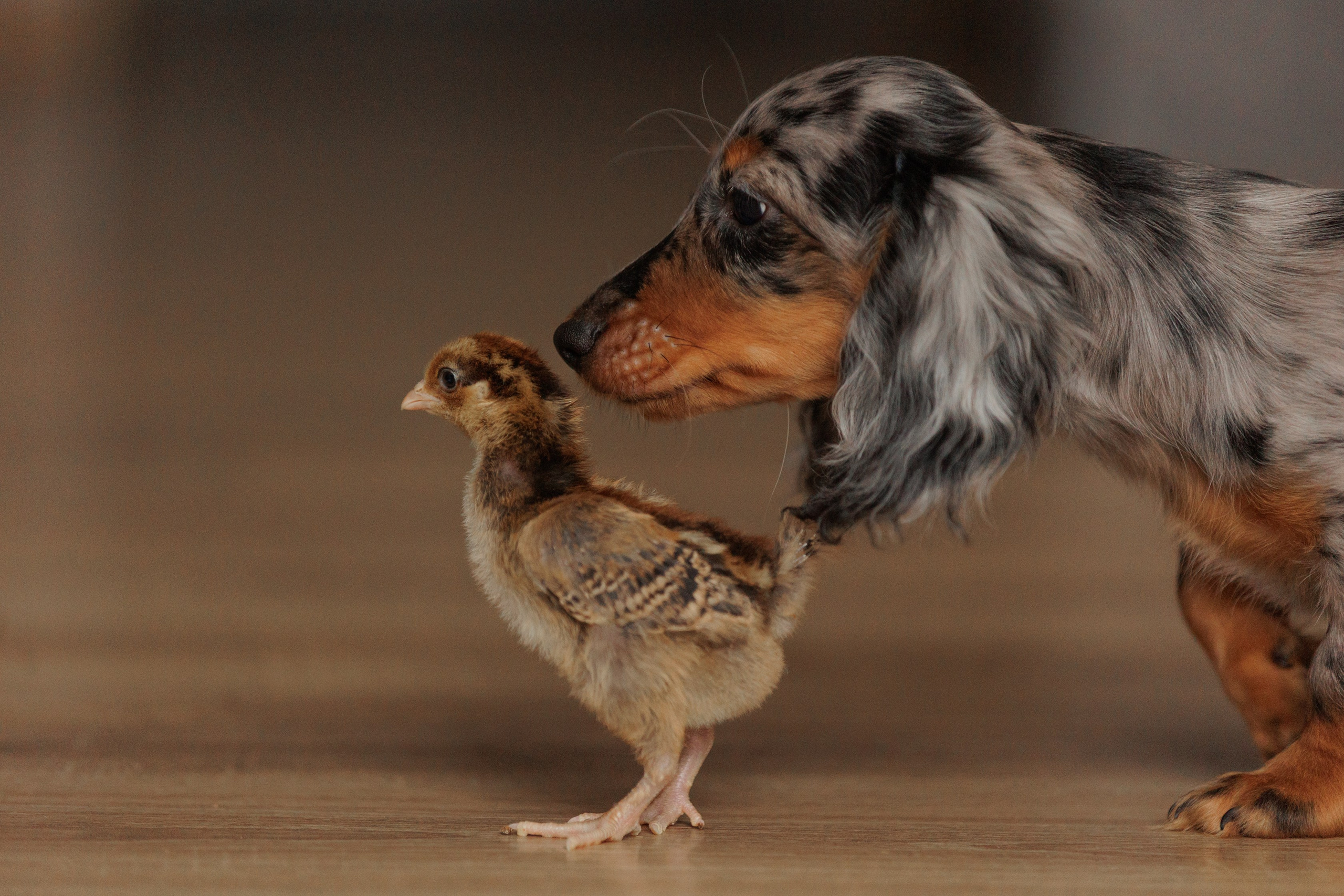 Собаки. Конный фотограф Валынкина Лера
