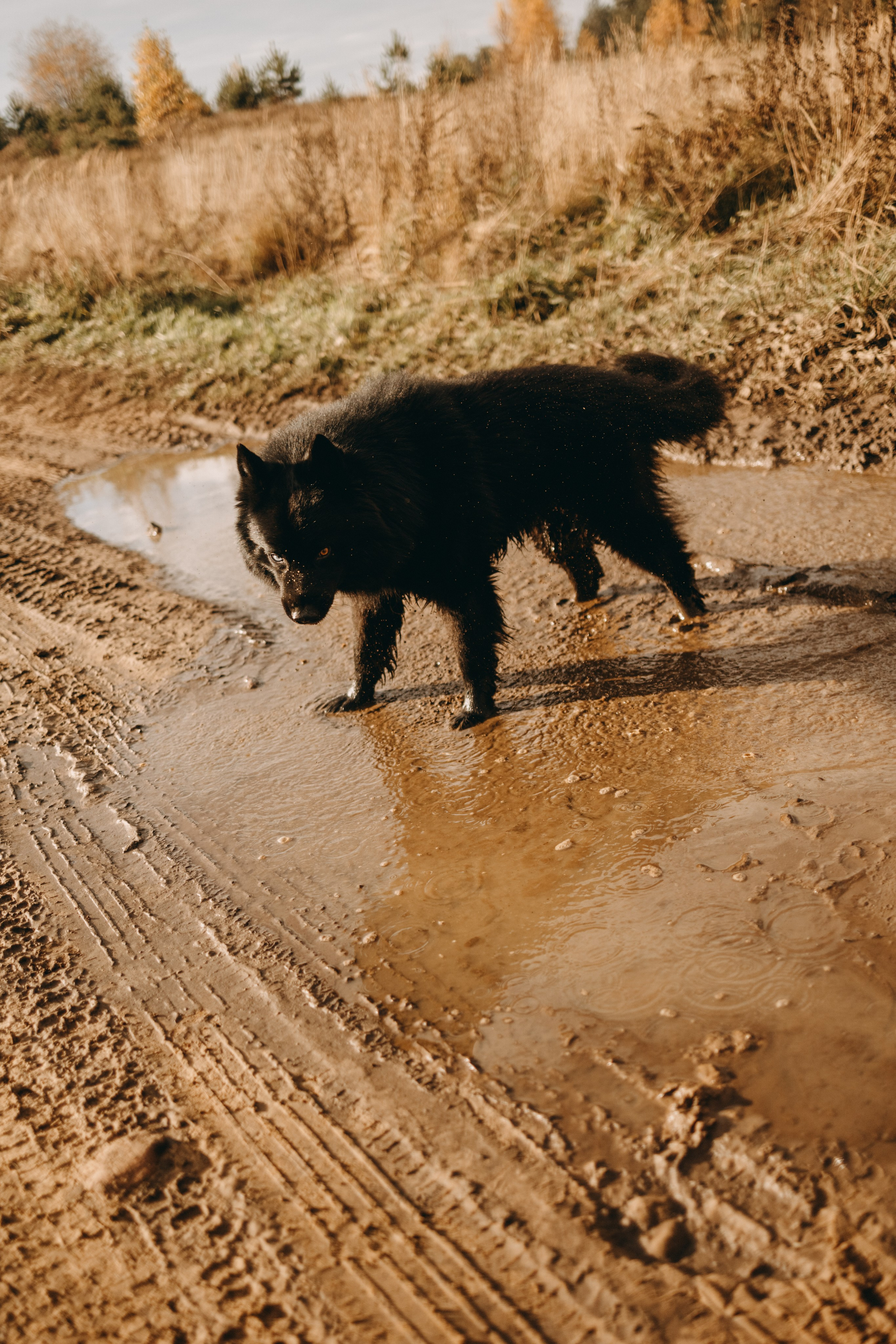 Лора и Джанго. Фотограф — Анималист | Санкт-Петербург