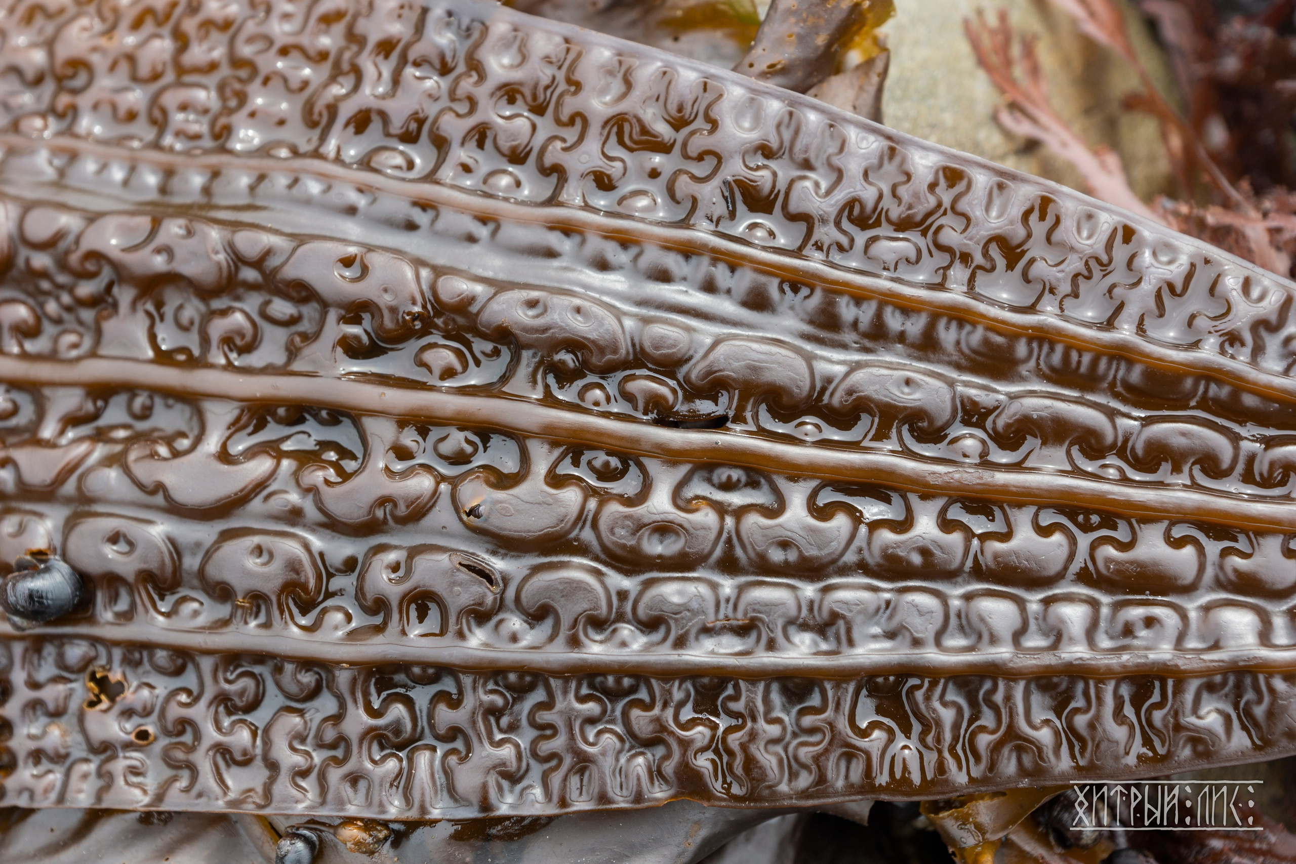 Сахалин. Фотограф-путешественник Самойлов Максим «Sly Fox»