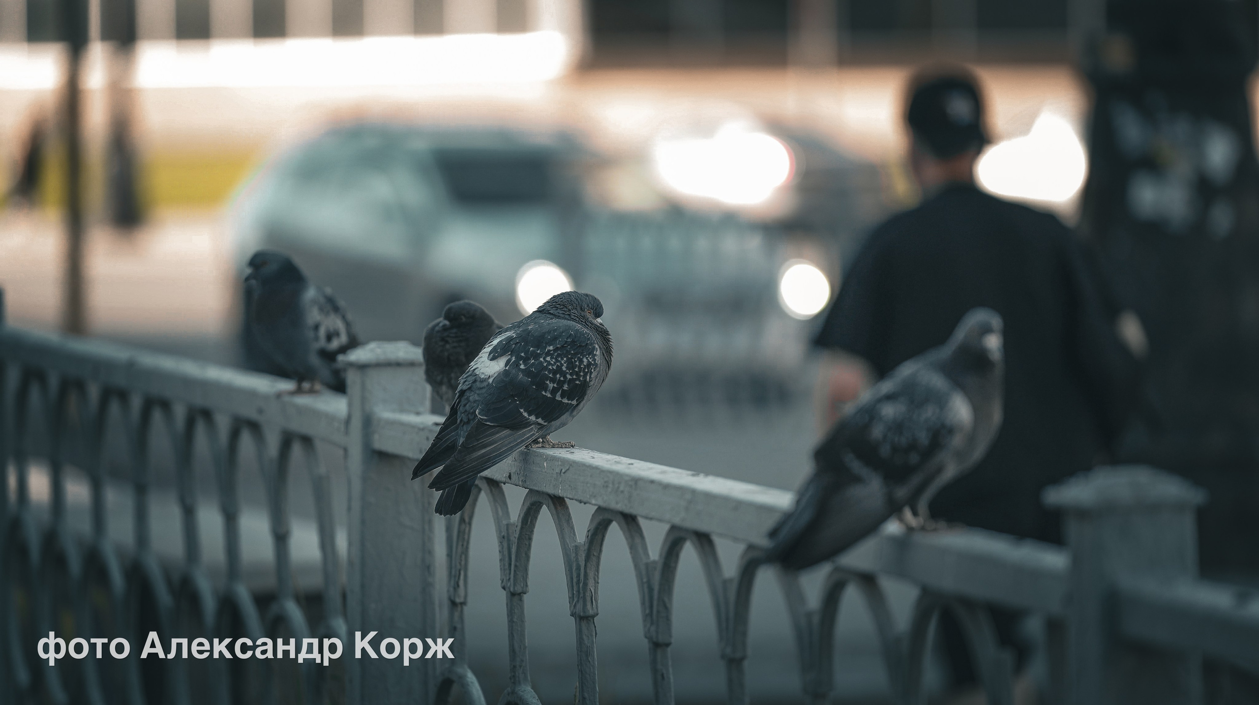 Животные. Фотографии и видеосъемка, Айхал, Удачный, Якутия. Фотографии Айхал