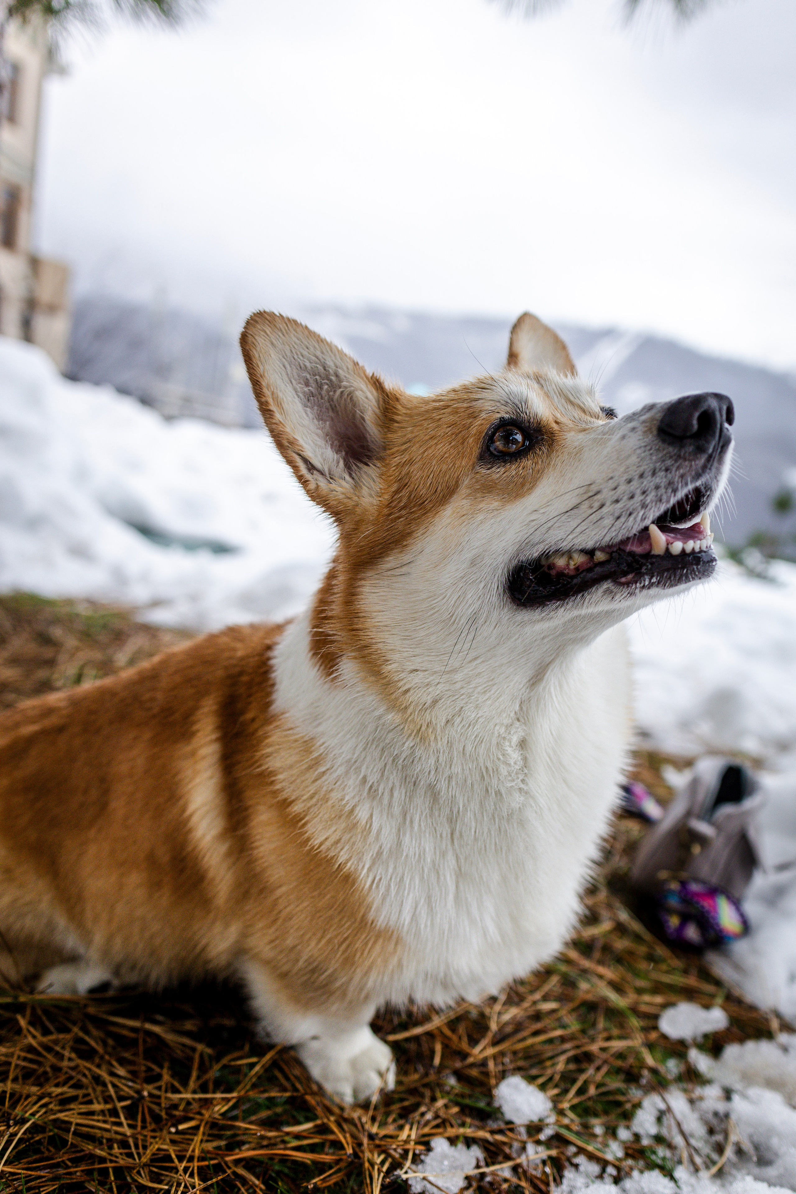 Гай, Корги-Пемброк. Ирина Голомб|Фотограф-анималист в  Сочи и Калининграде