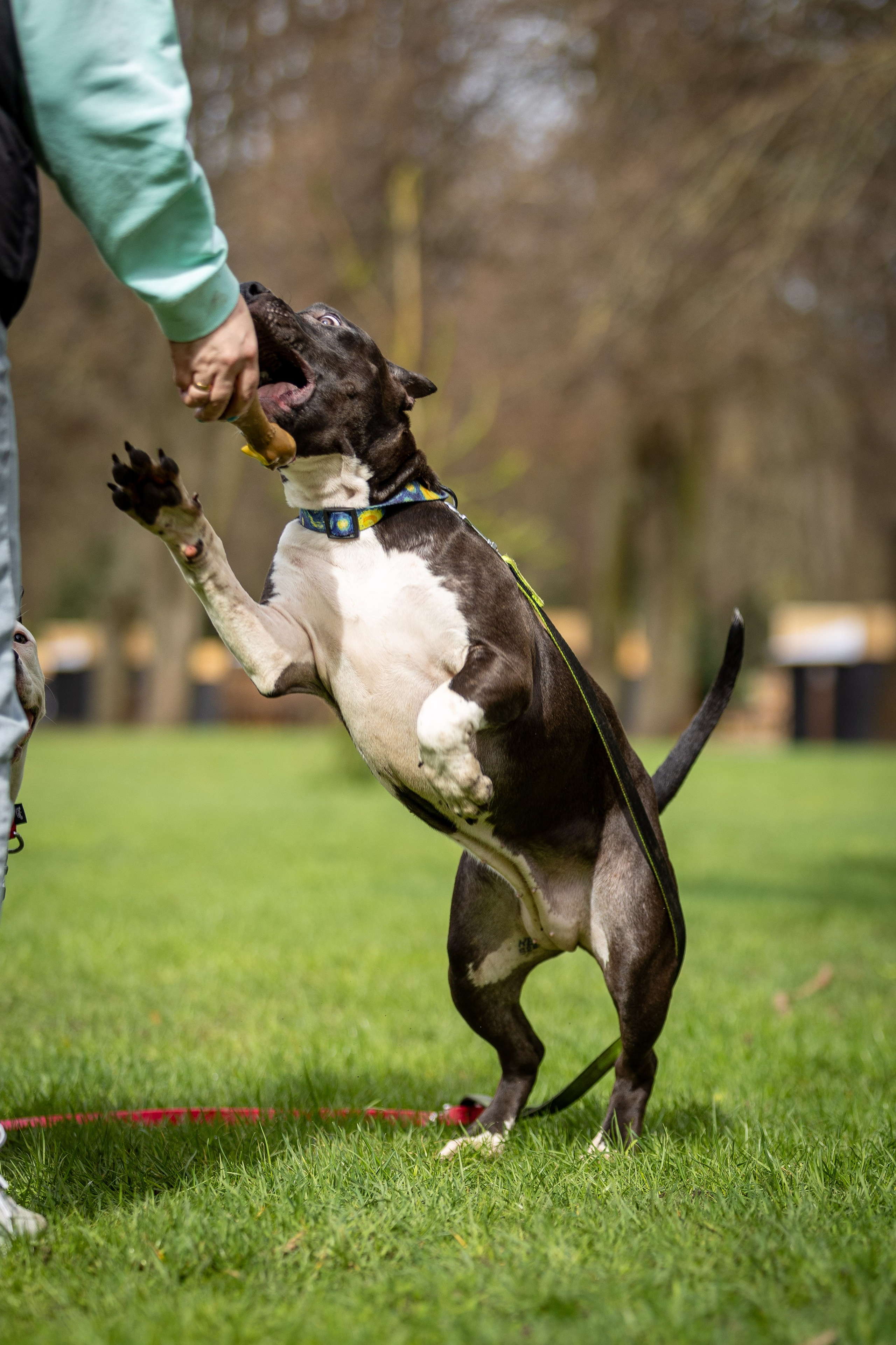 Афина и Мора, Стаффорды. Ирина Голомб|Фотограф-анималист в  Сочи и Калининграде