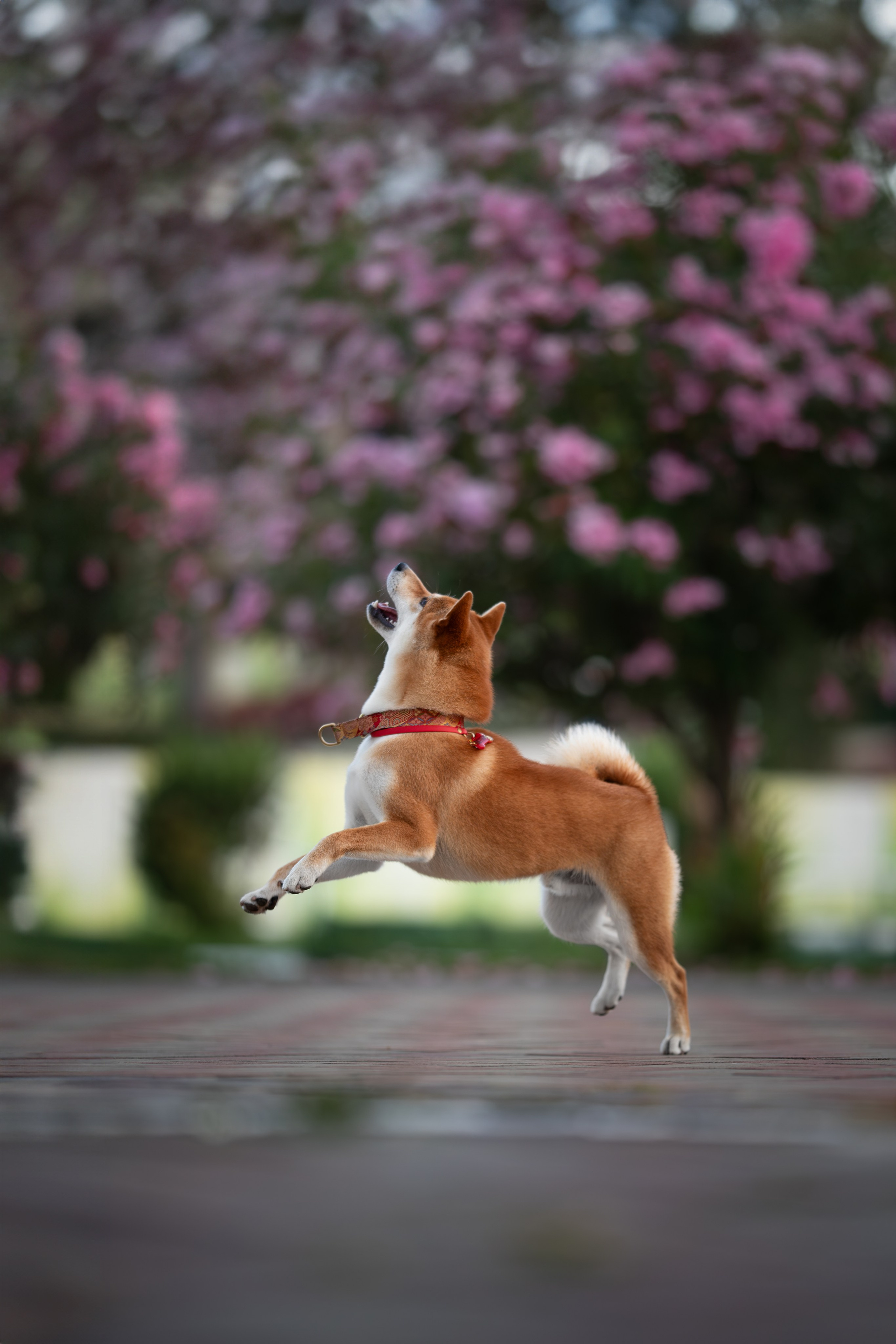 Митсоу, Сиба-Ину. Ирина Голомб|Фотограф-анималист в  Сочи и Калининграде