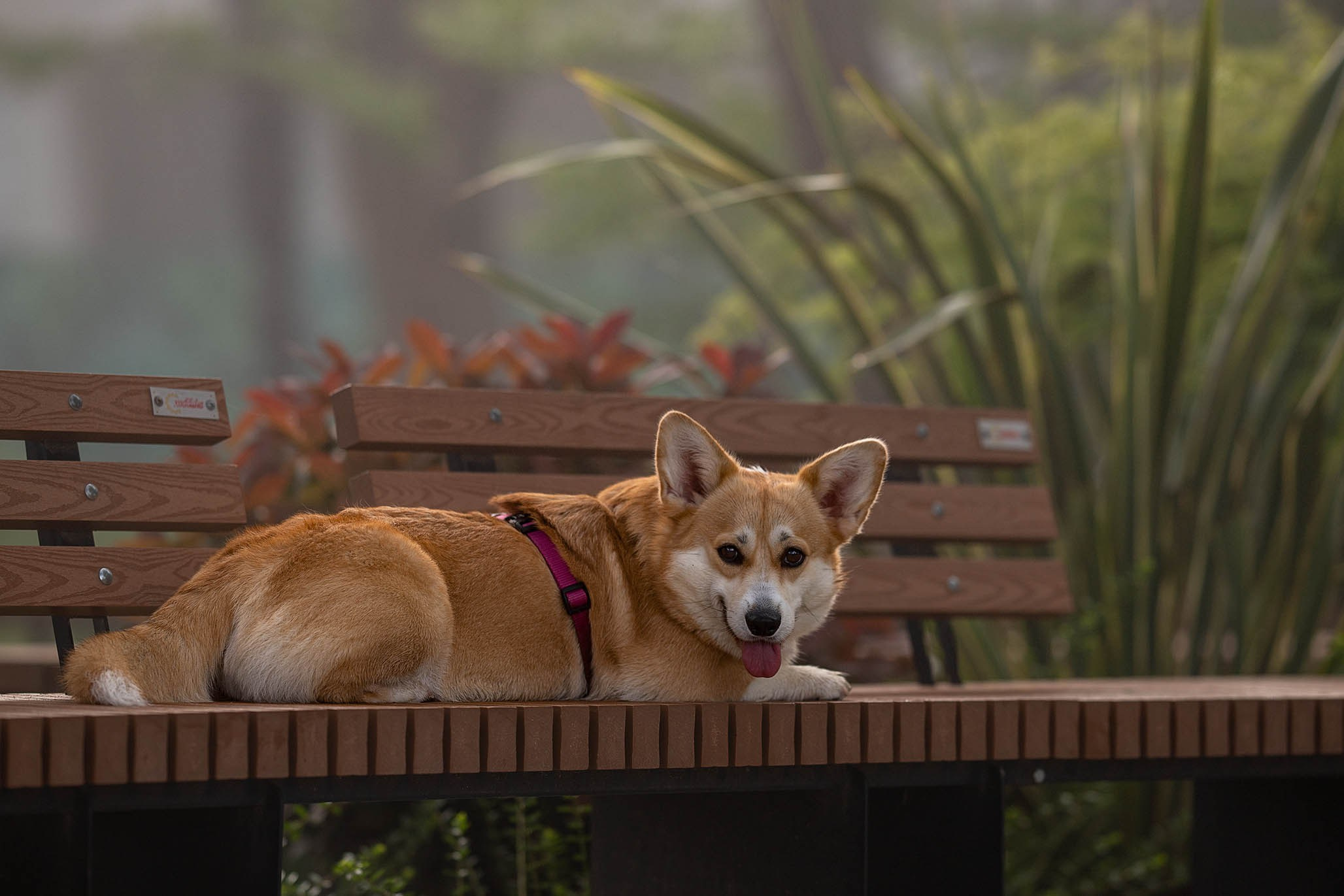 Лиса и Деви, корги. Ирина Голомб|Фотограф-анималист в  Сочи и Калининграде