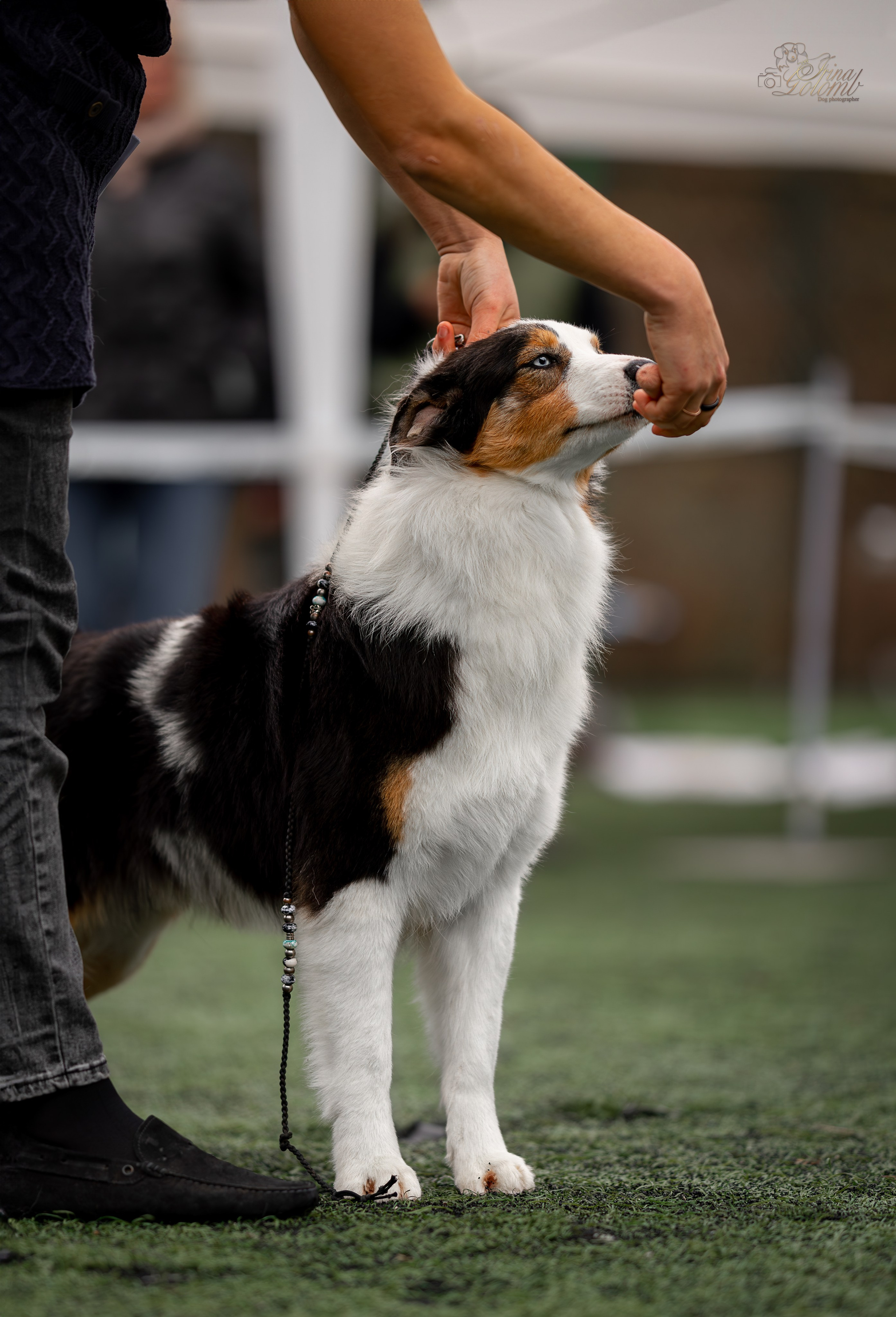 Выставка 17.12.23. Ирина Голомб|Фотограф-анималист в  Сочи и Калининграде