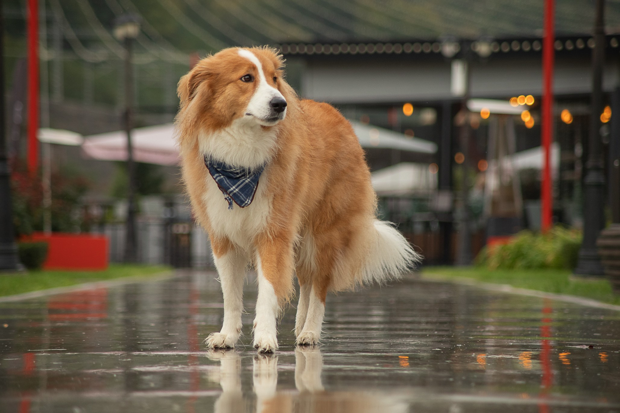 Терри, метис. Ирина Голомб|Фотограф-анималист в  Сочи и Калининграде