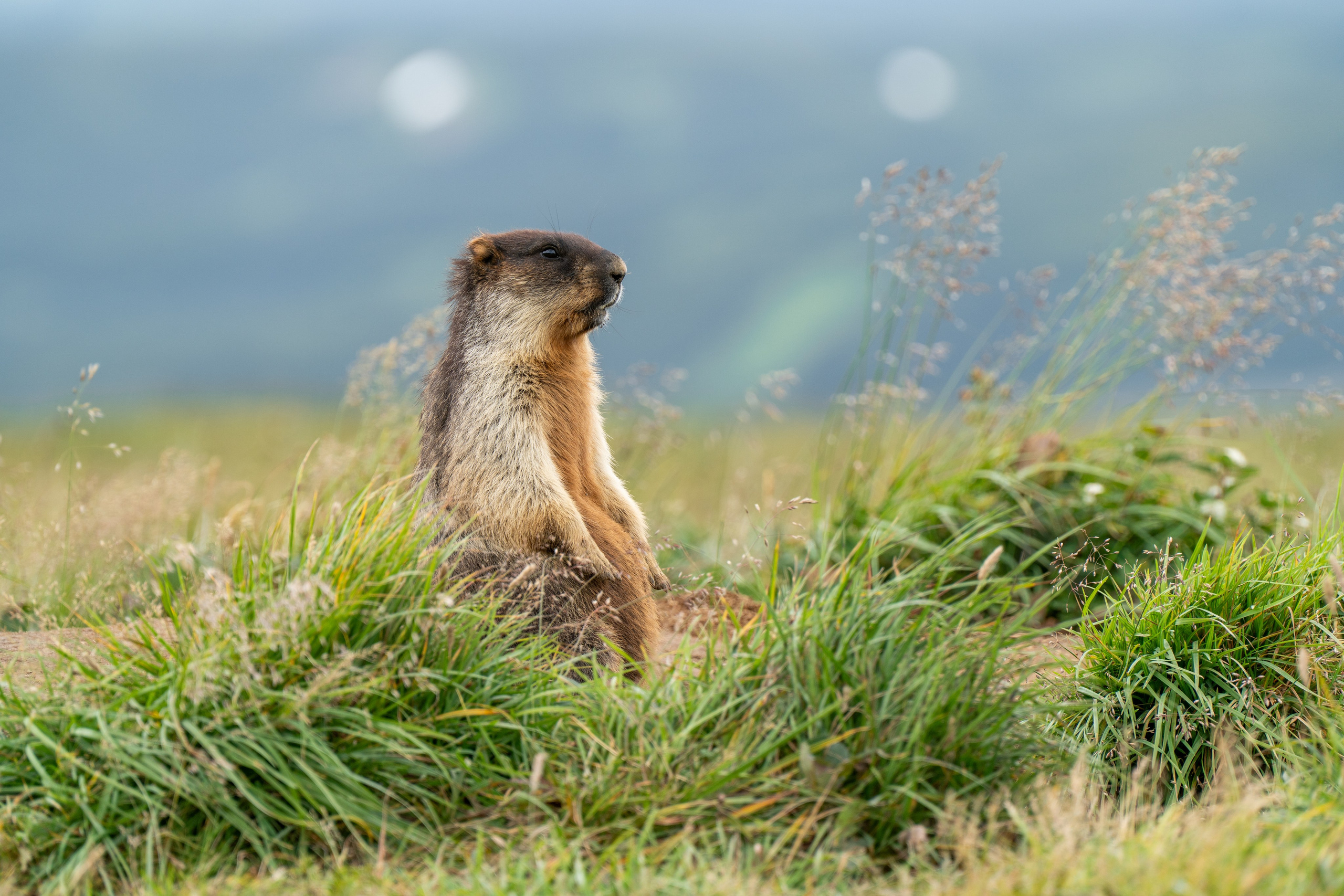 Дикий животный мир. Daria wanderer photography