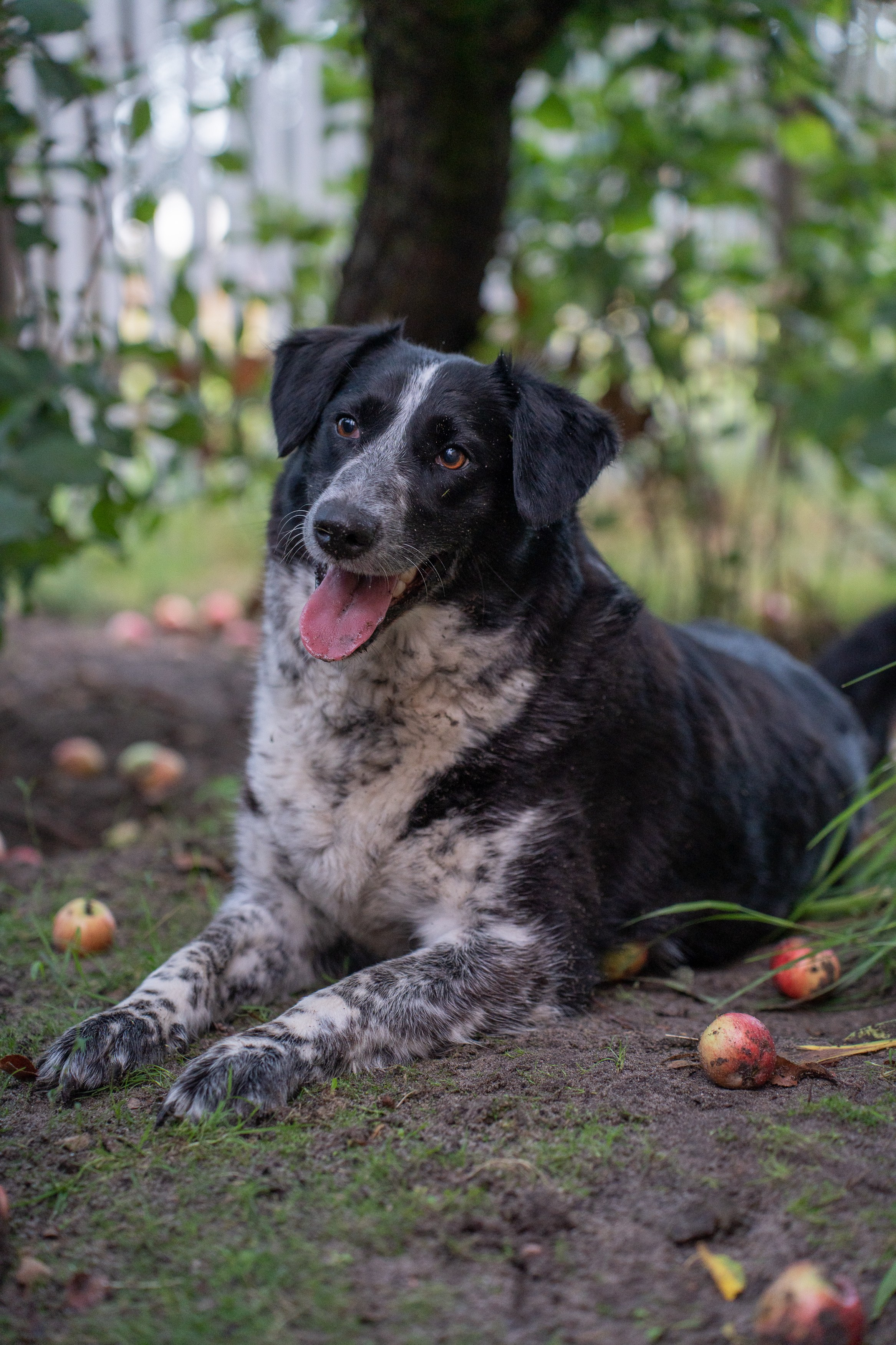 Анимализм. Портретный фотограф Олеся Владимирова в Москве