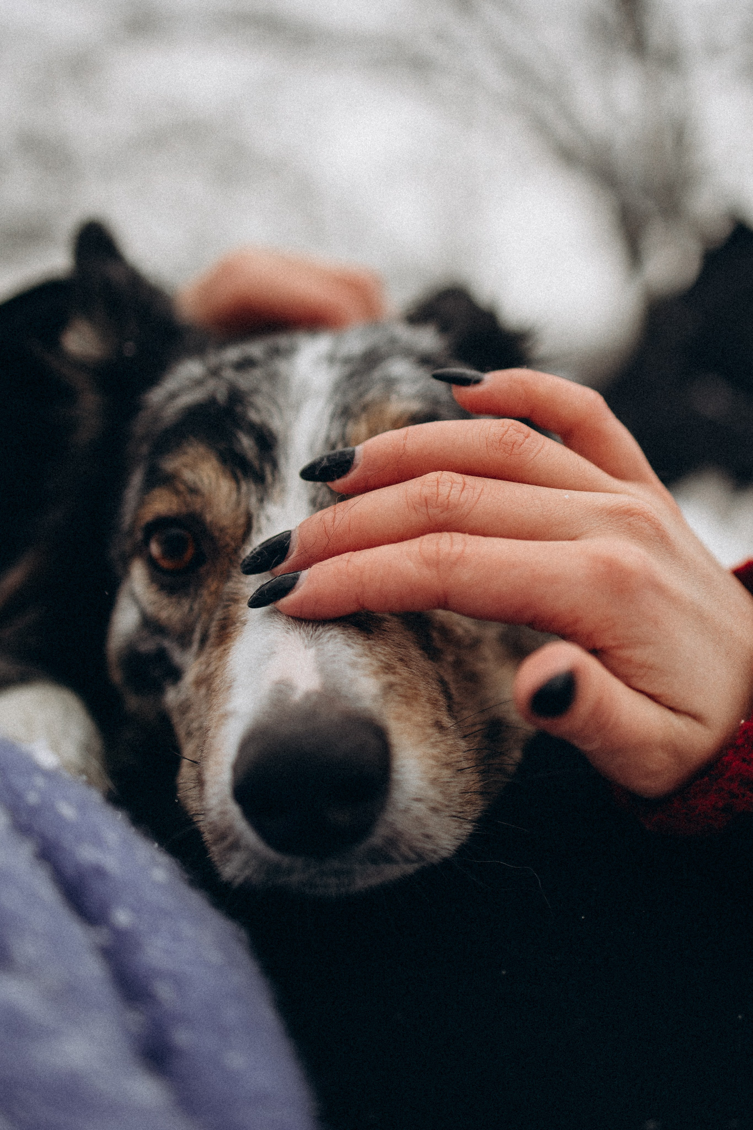 Настя и Тор. Фотораф — анималист Мария Шистка