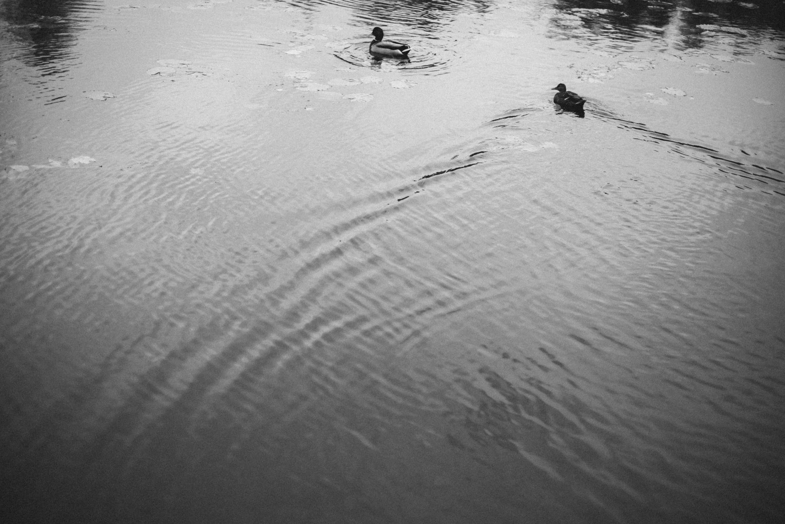 Аня и Ириска. Фотограф Анна Луценко Москва