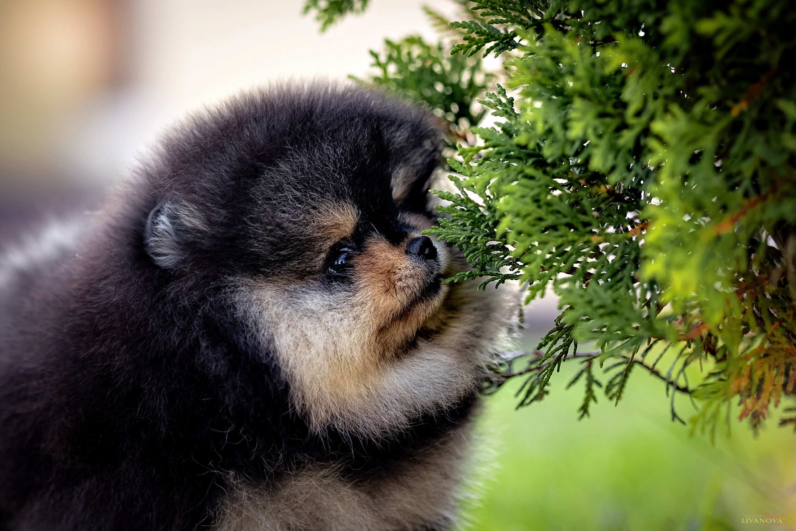 Шпцулики. Фотограф анималист Аня Ливанова | Рыбинск