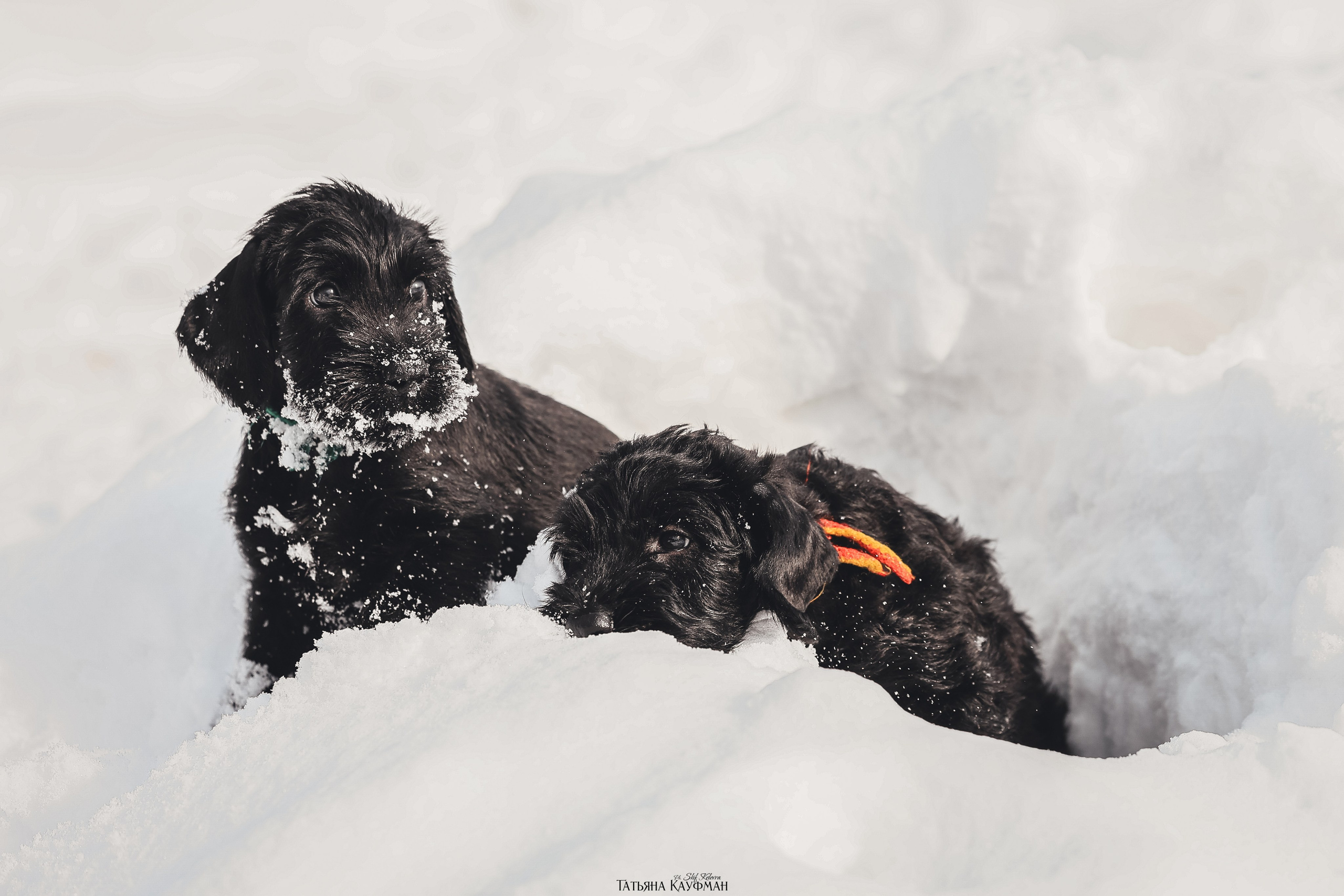 Ризеншнауцер, щенки ризеншнауцера, купить ризеншнауцера, купить щенка, ризеншнауцер Новосибирск, фотосъемка щенков, фотосессия собак, заказать фотосессию, фотографии щенков, сфотографировать щенка, фотограф Анималист, фотограф собак Новосибирск, фотограф анималист Новосибирск