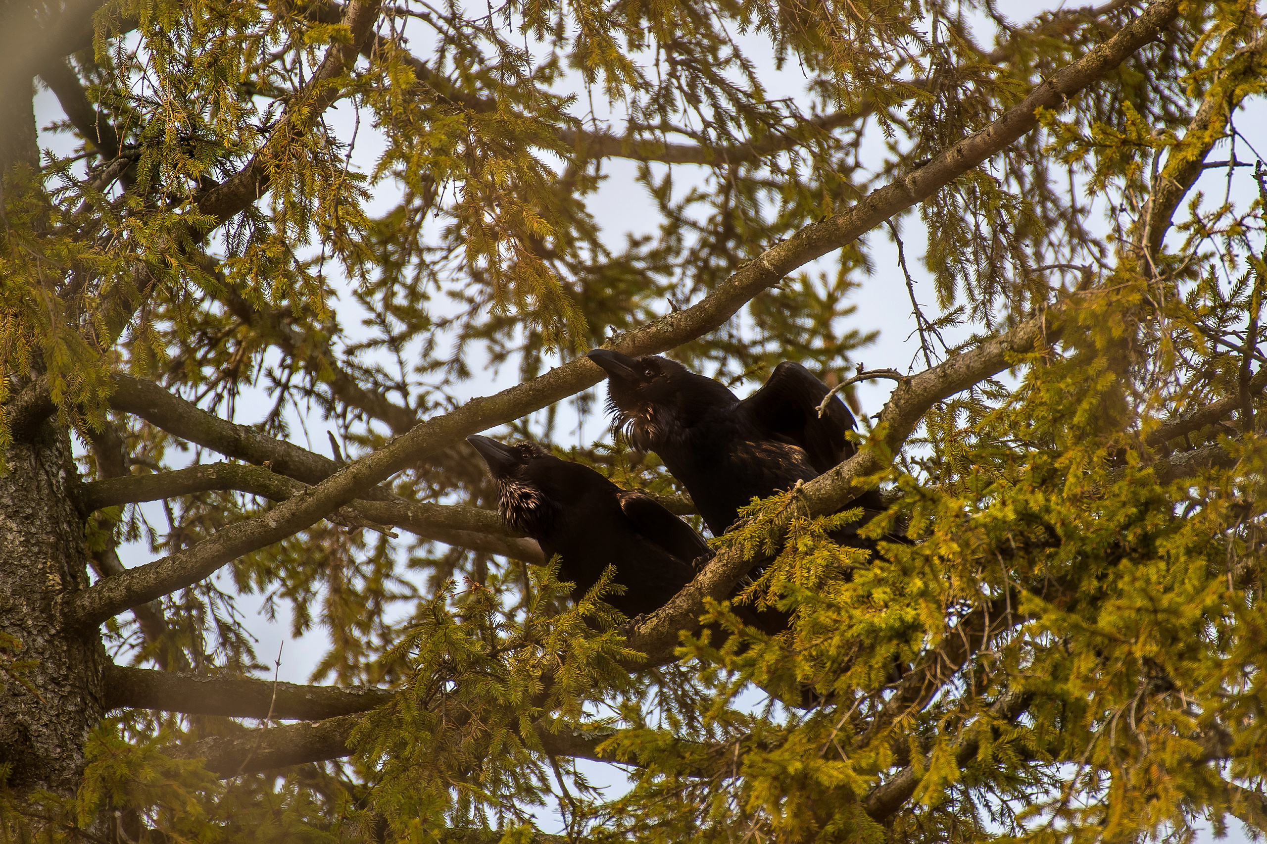 Фотоохота. Репортажный фотограф в Ижевске Константин Ившин