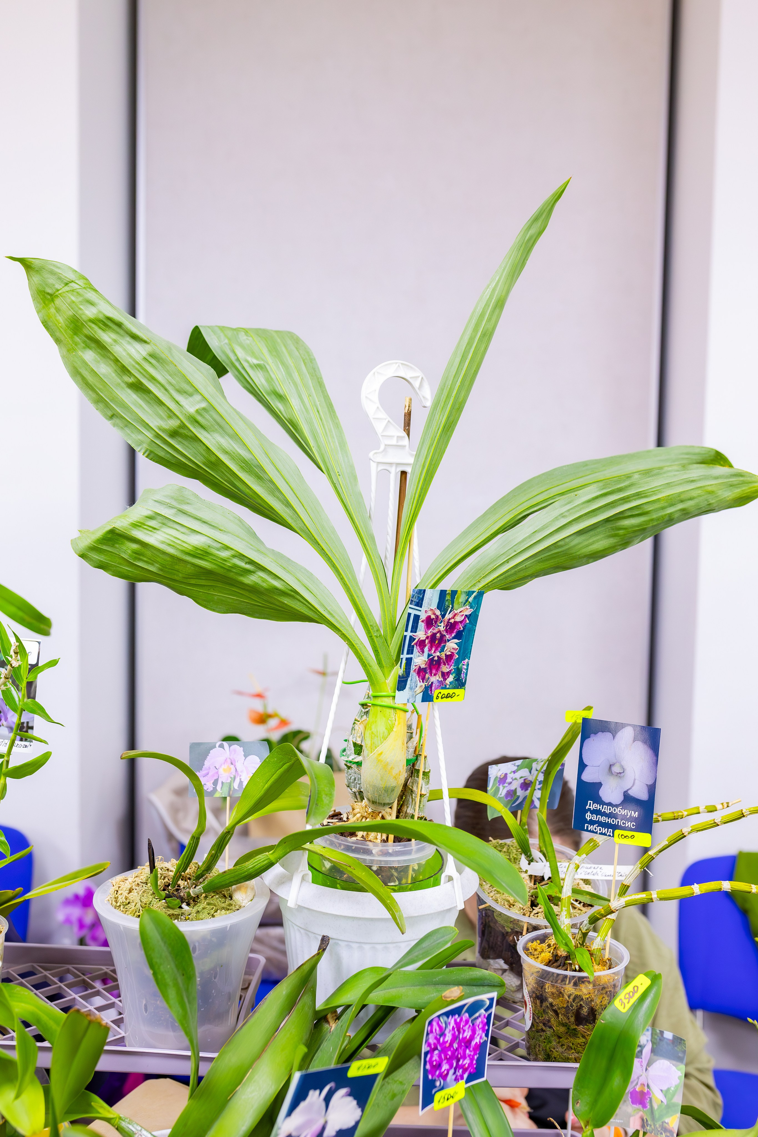 Орхидиум сентябрь 2025. Александра Куликова фотограф, Москва