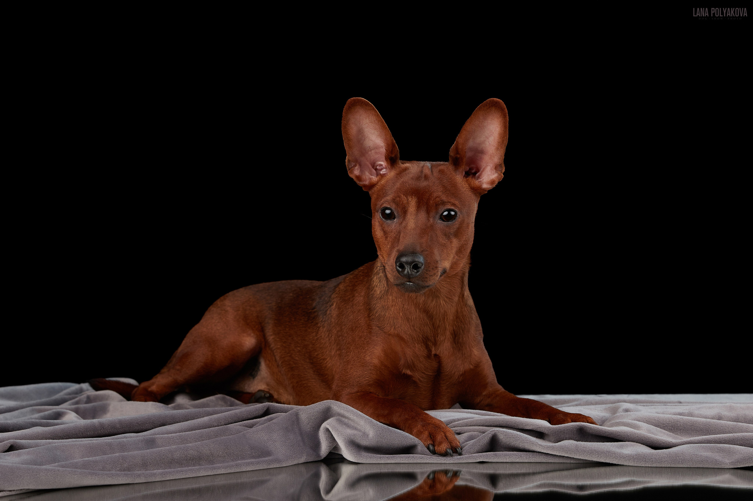 СТУДИЯ. ФОТОГРАФ-АНИМАЛИСТ l LANA POLYAKOVA