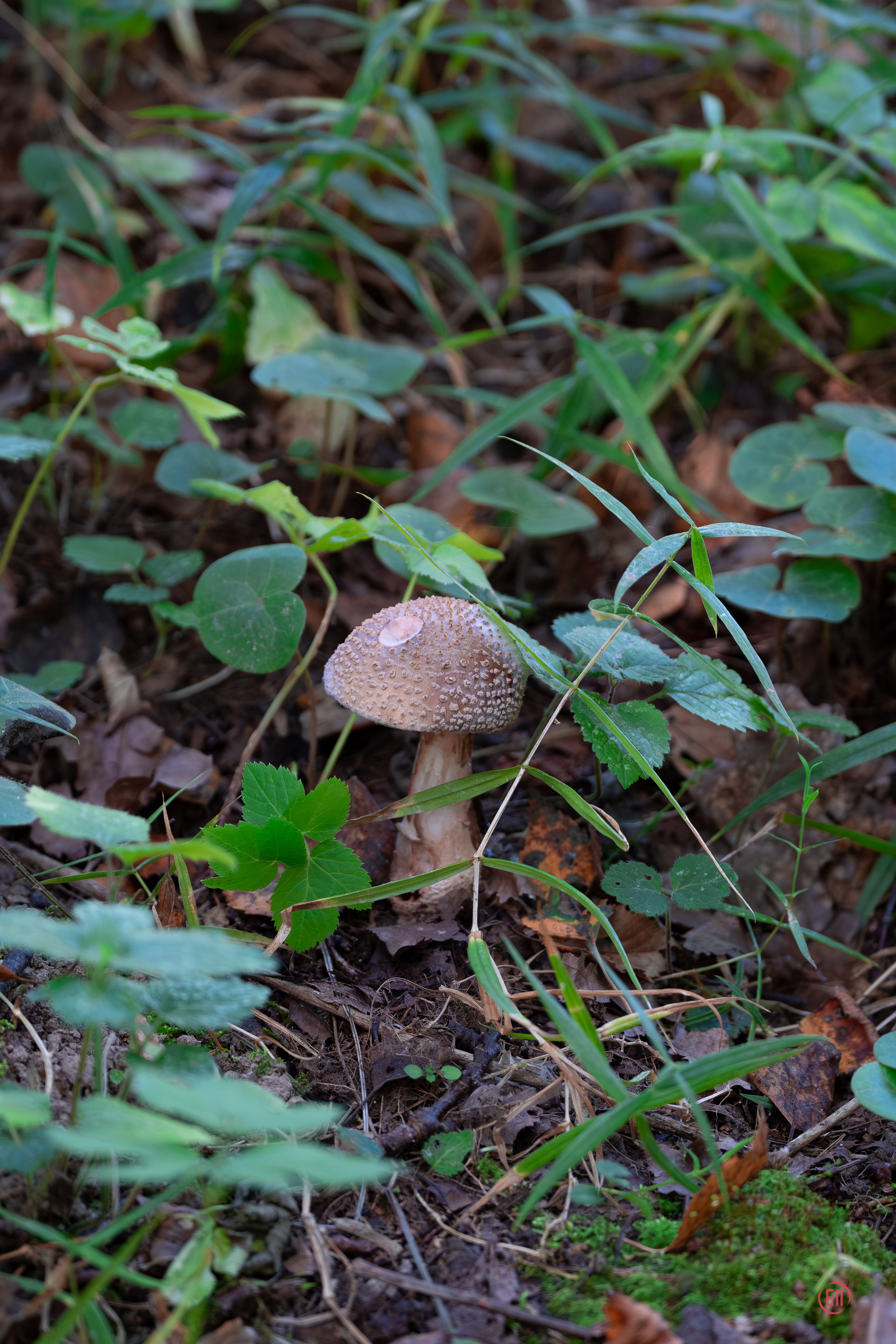 За грибами 13.09.2023. Фотограф в Москве