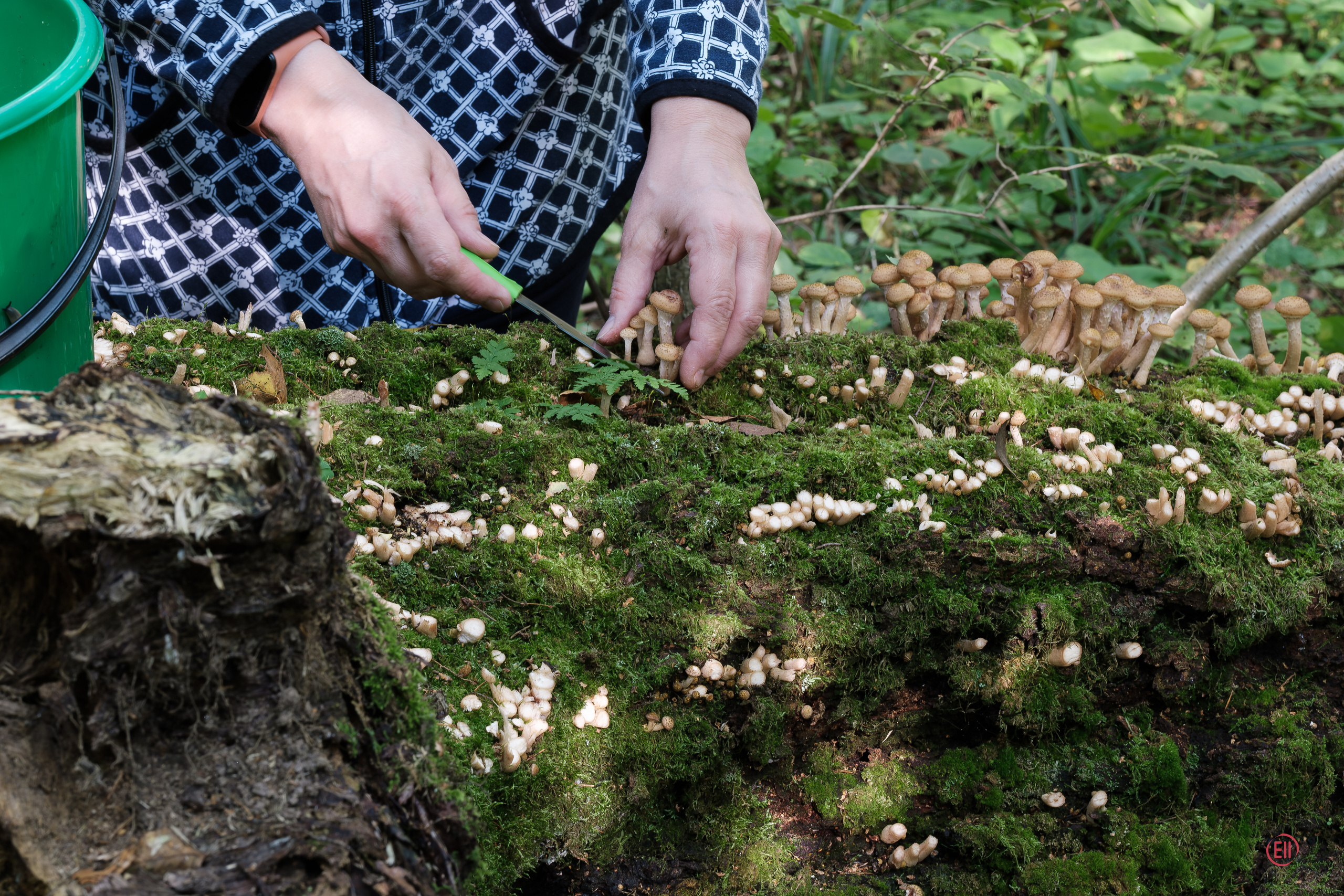 За грибами 13.09.2023. Фотограф в Москве