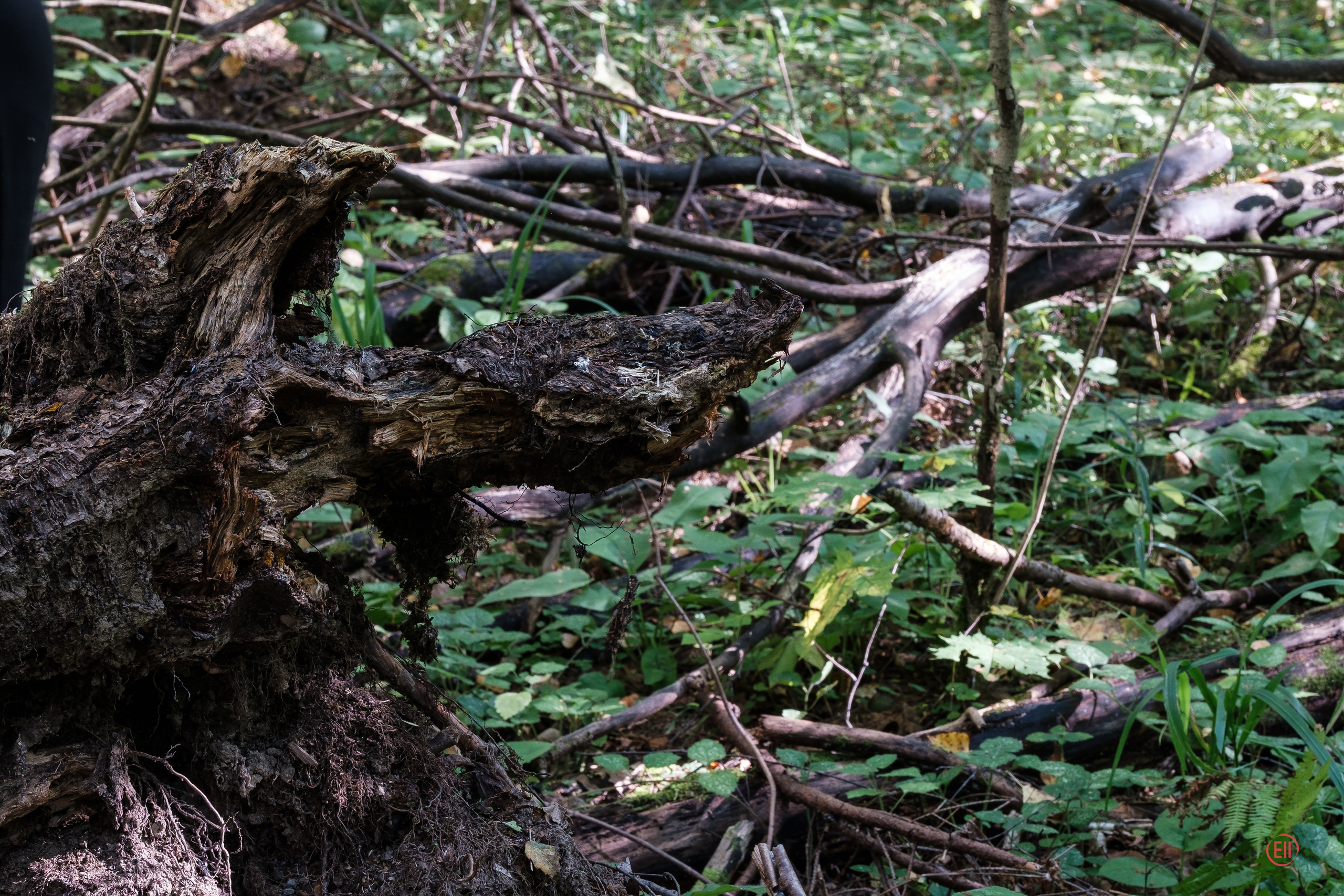 За грибами 13.09.2023. Фотограф в Москве