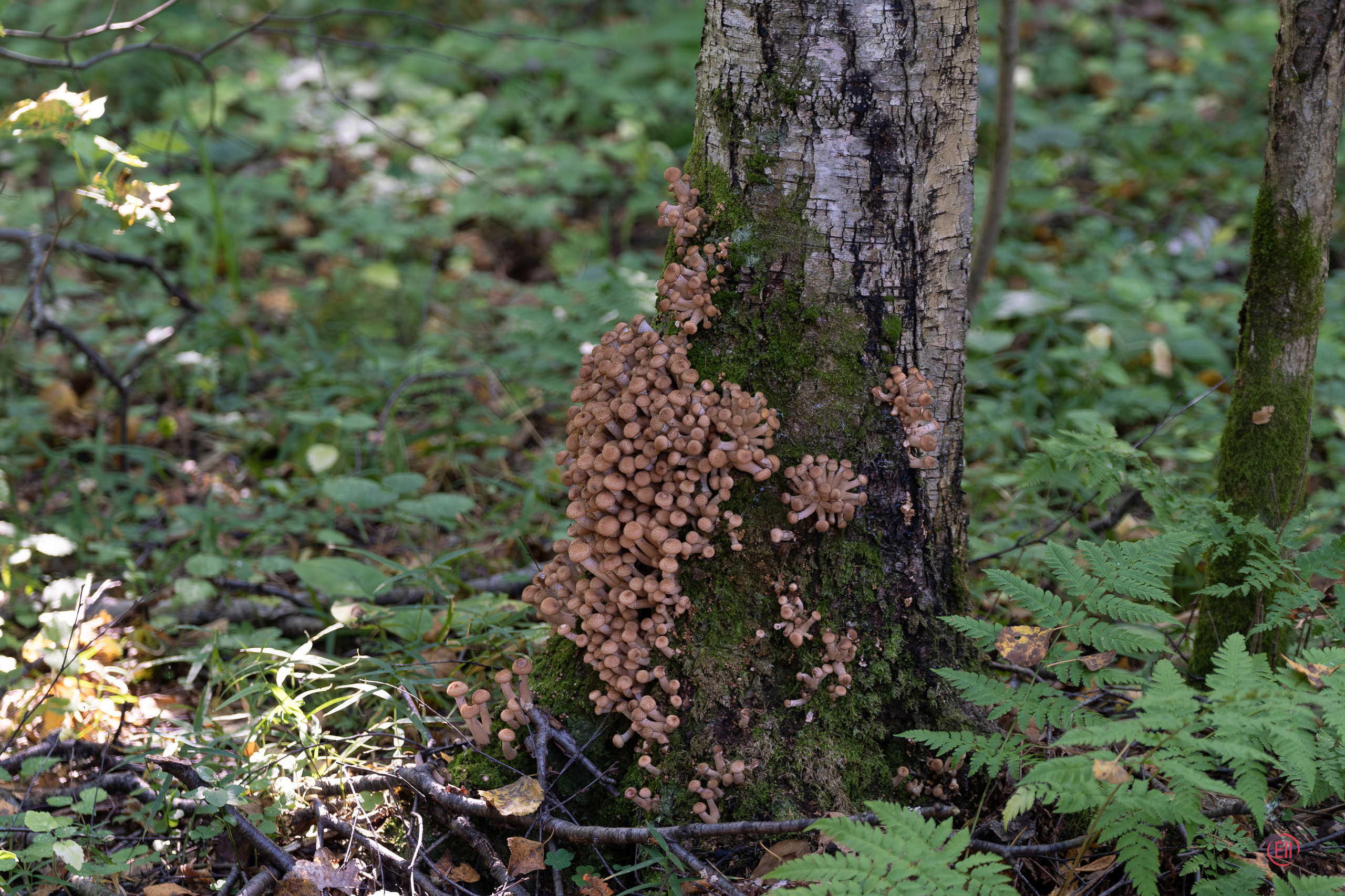 За грибами 13.09.2023. Фотограф в Москве
