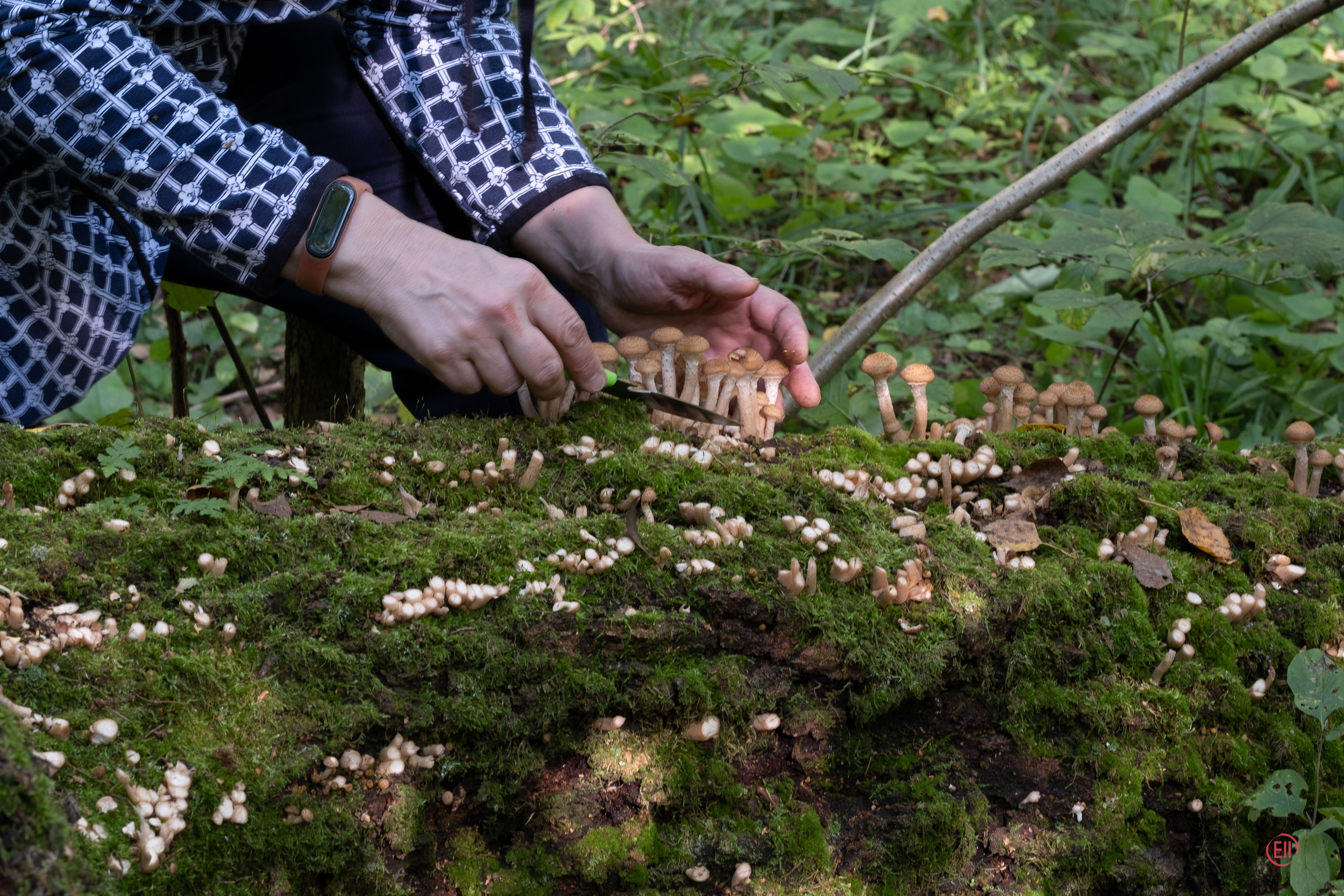 За грибами 13.09.2023. Фотограф в Москве