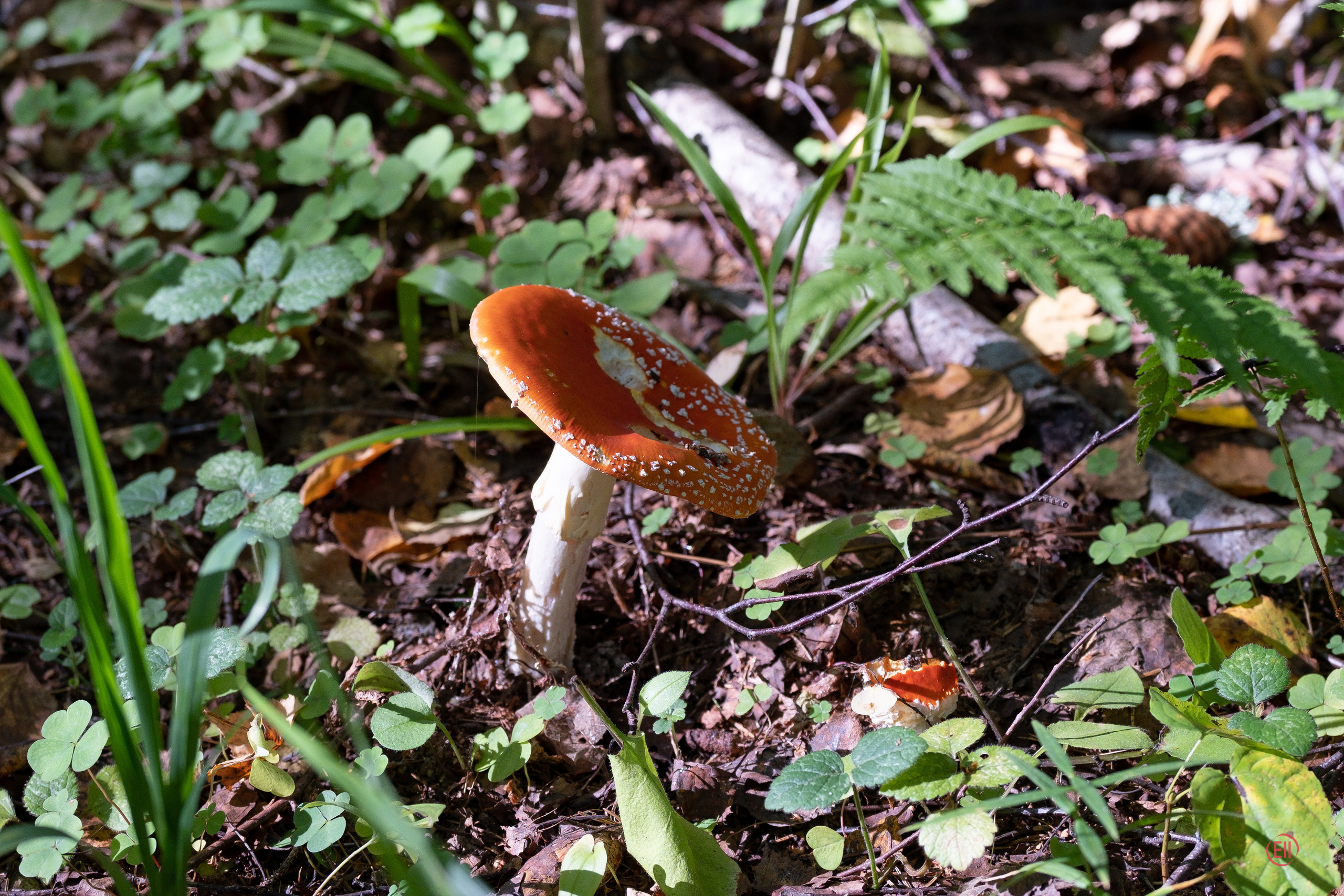 За грибами 13.09.2023. Фотограф в Москве