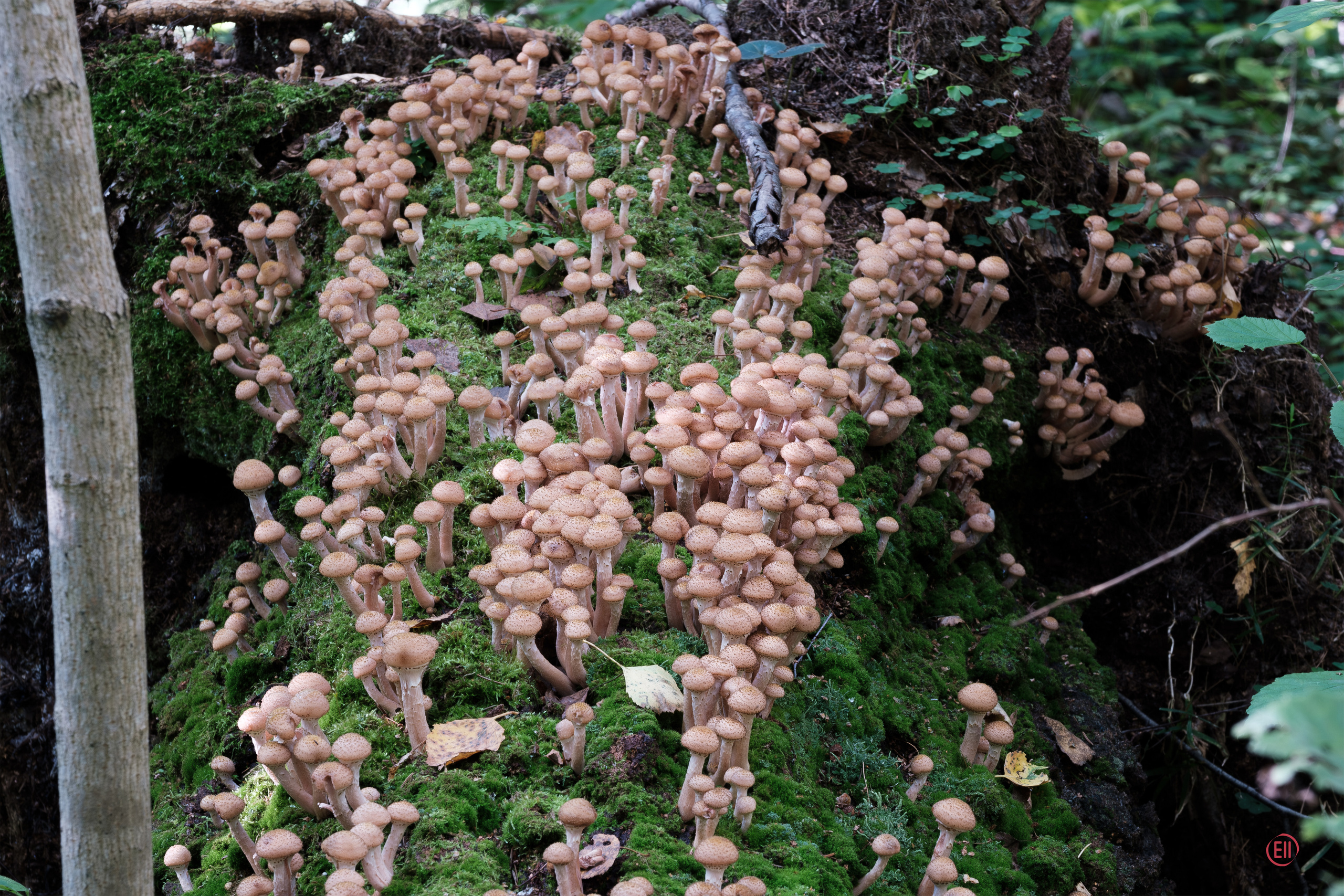 За грибами 13.09.2023. Фотограф в Москве