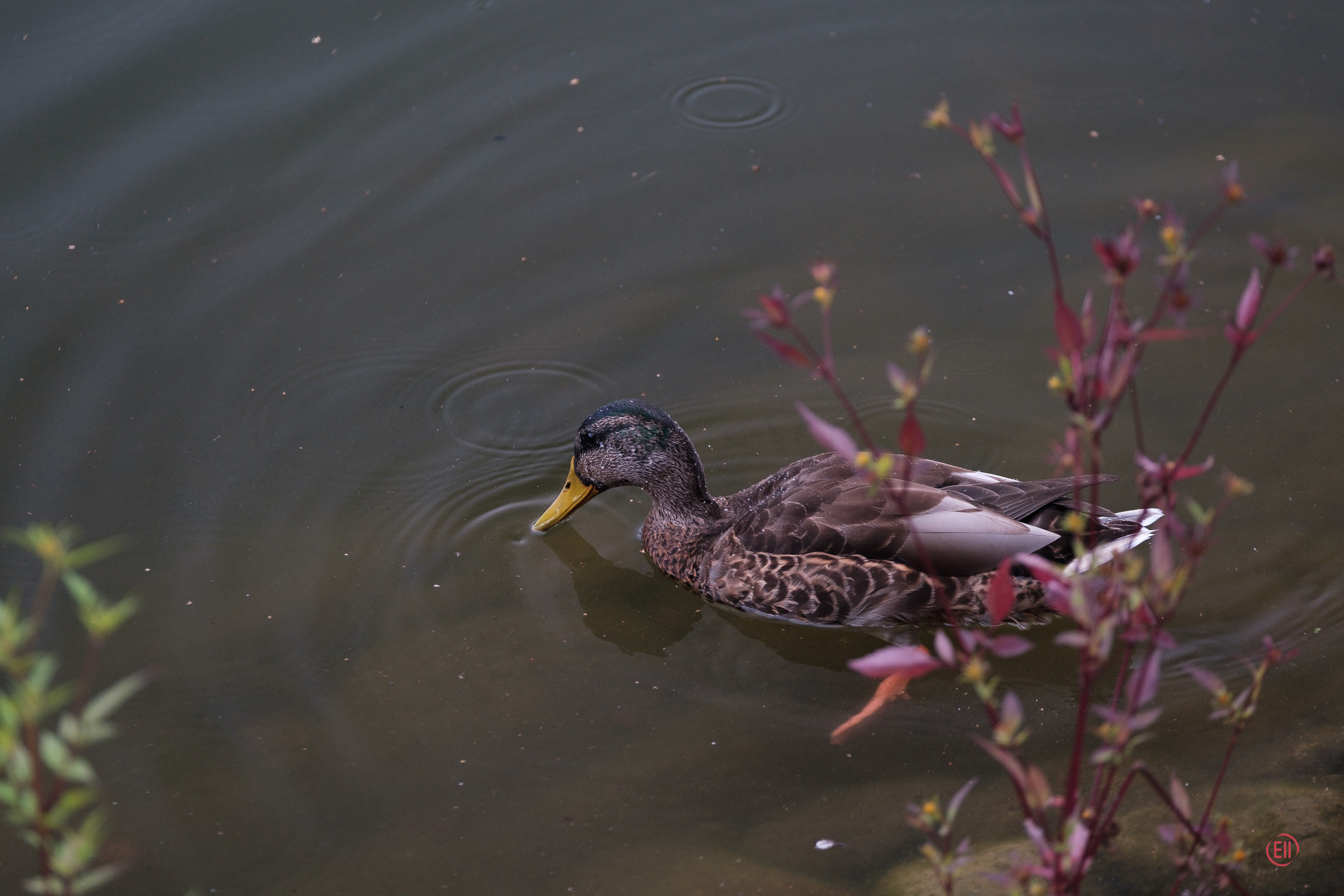 Парк Тропарёво 26.08.2023. Фотограф в Москве