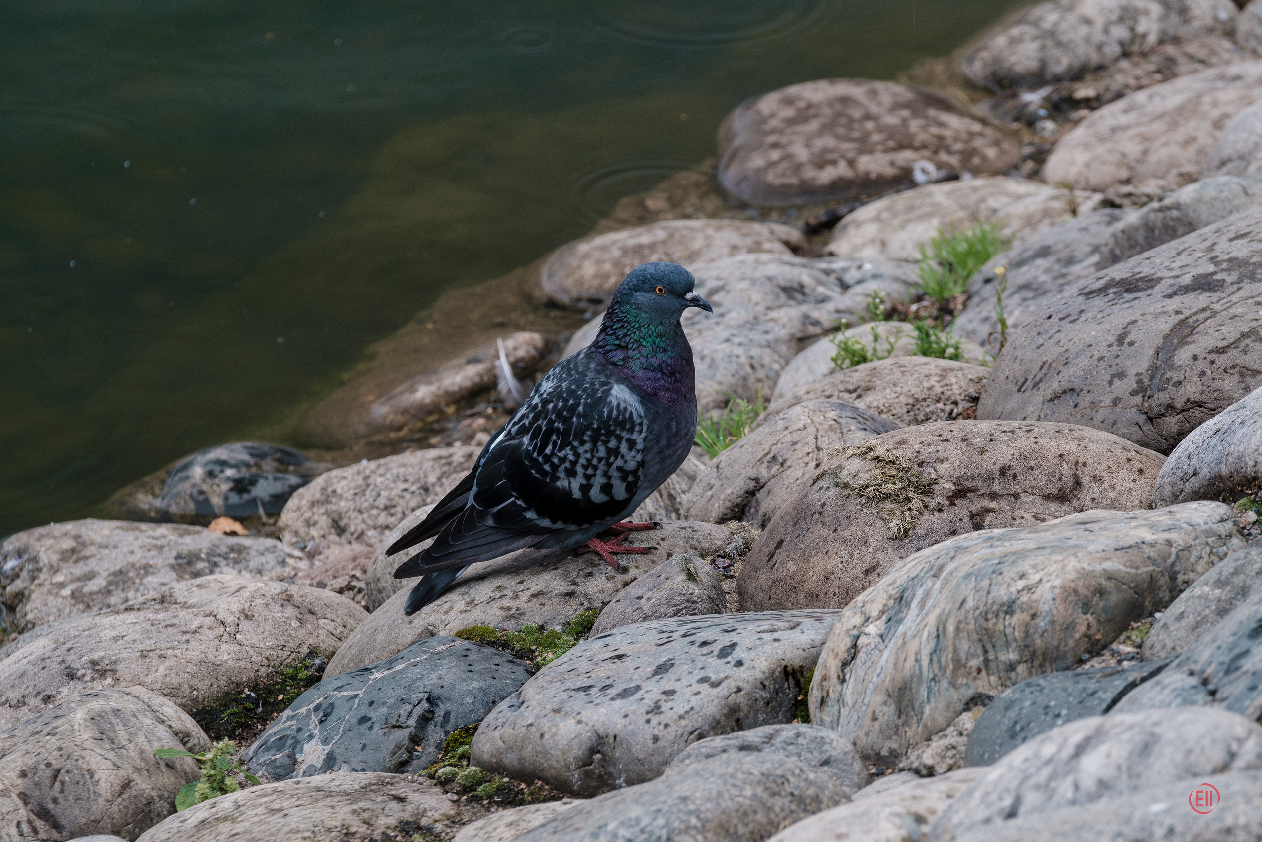 Парк Тропарёво 26.08.2023. Фотограф в Москве